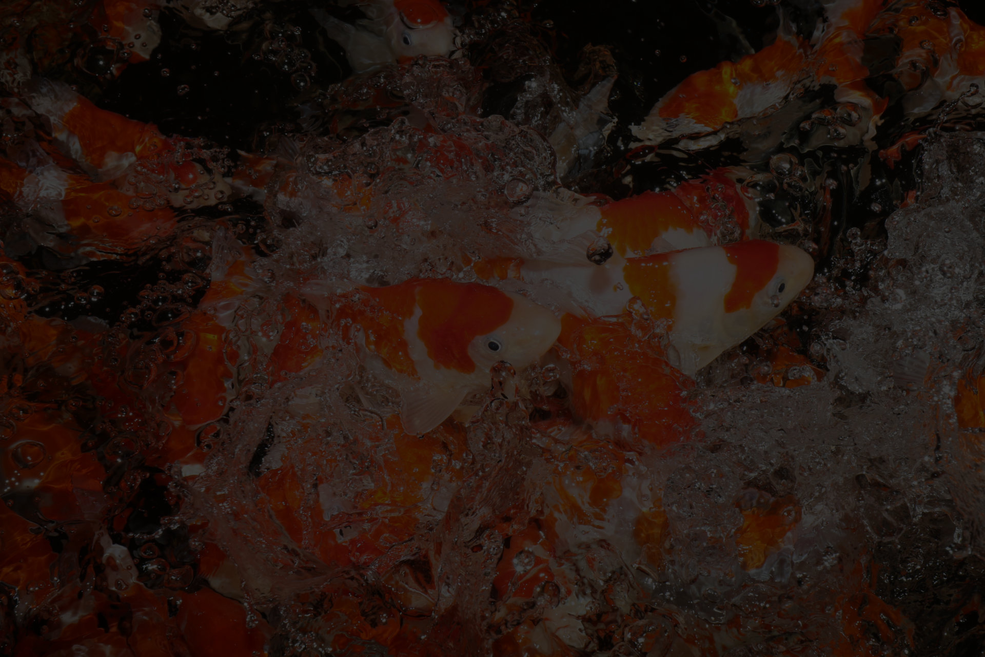 Premium Japanese Koi Fish