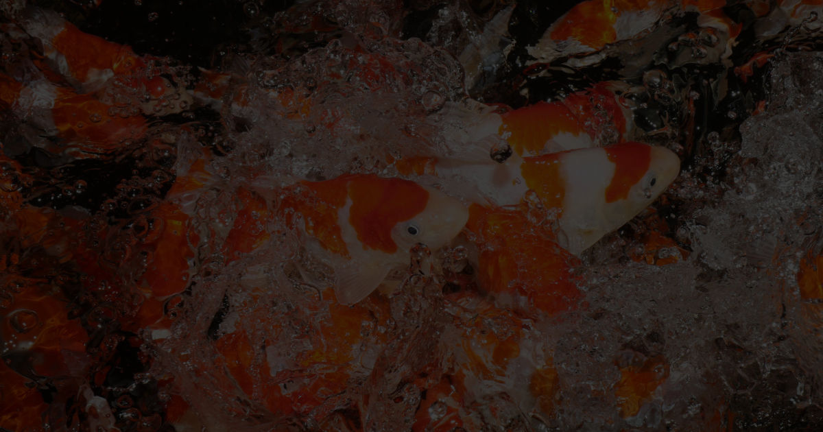 Japanese Koi - JPN Koi Co.