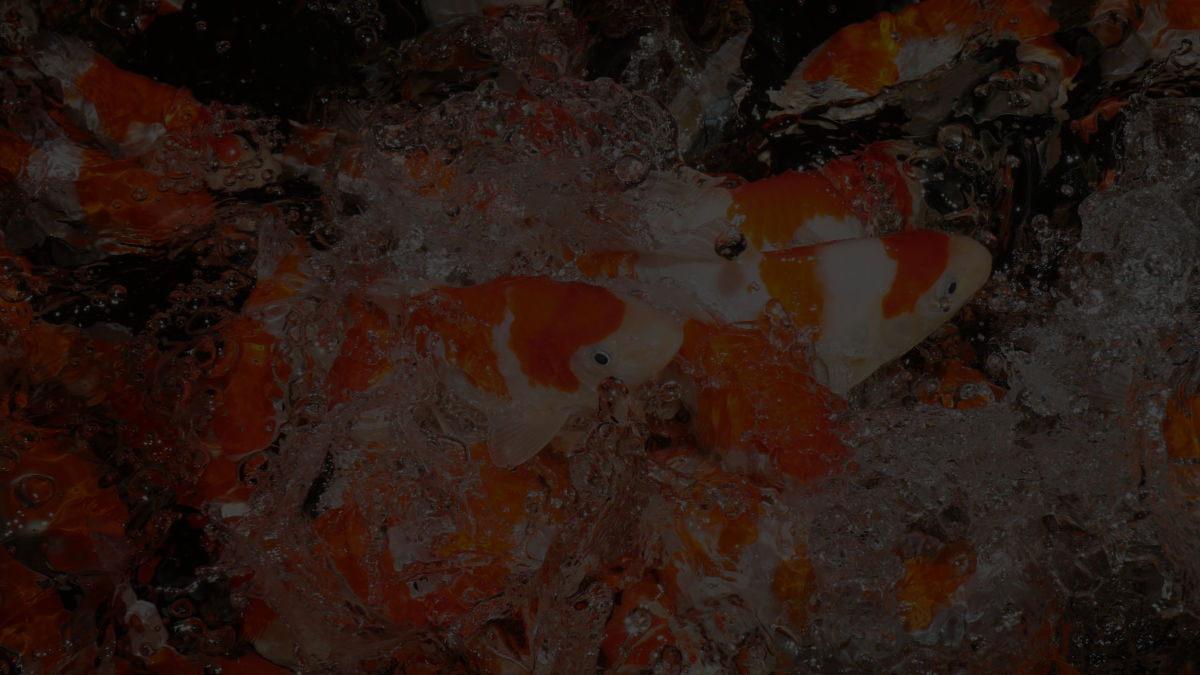 Japanese Koi - JPN Koi Co.