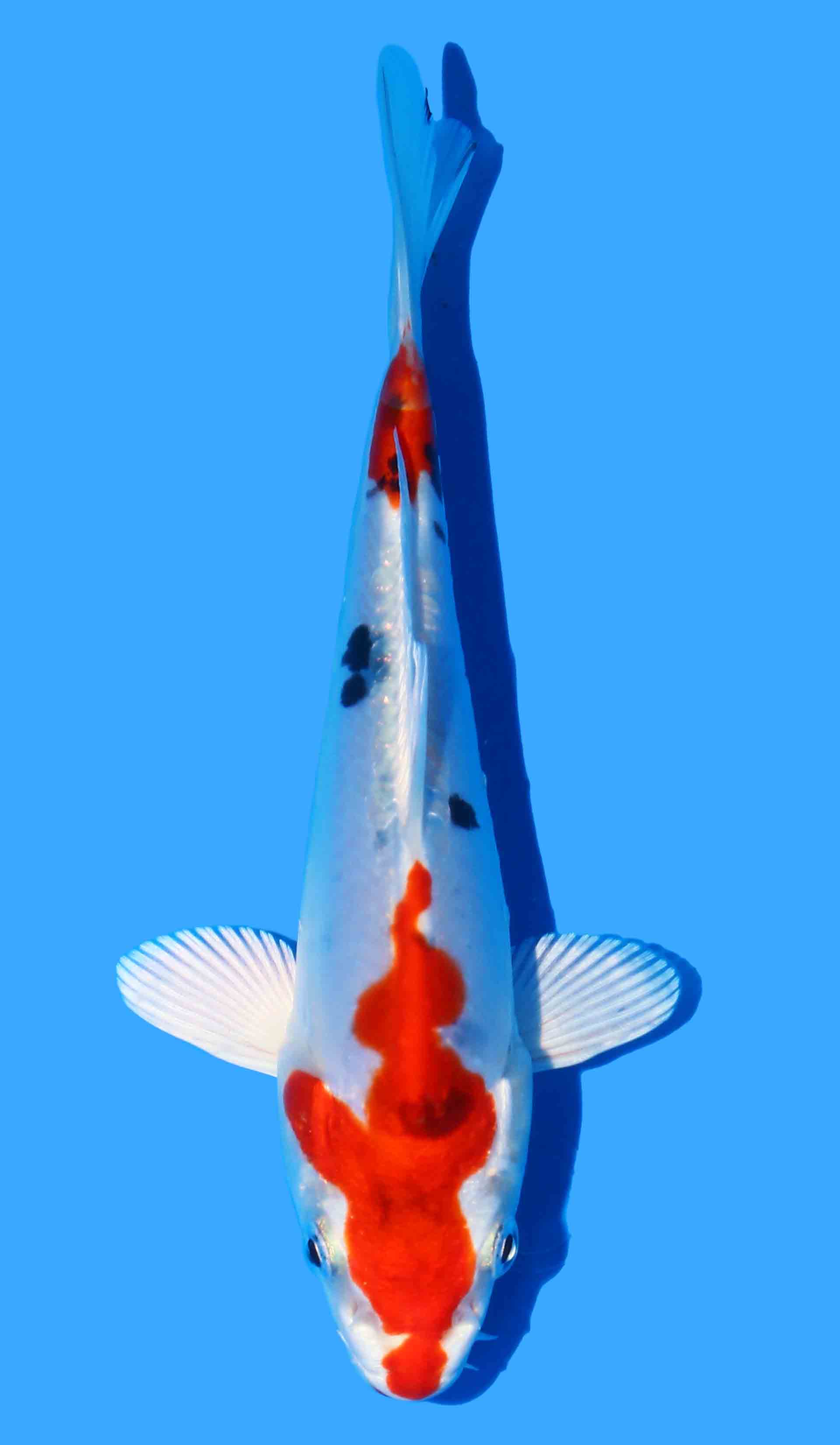 Photo of a koi fish