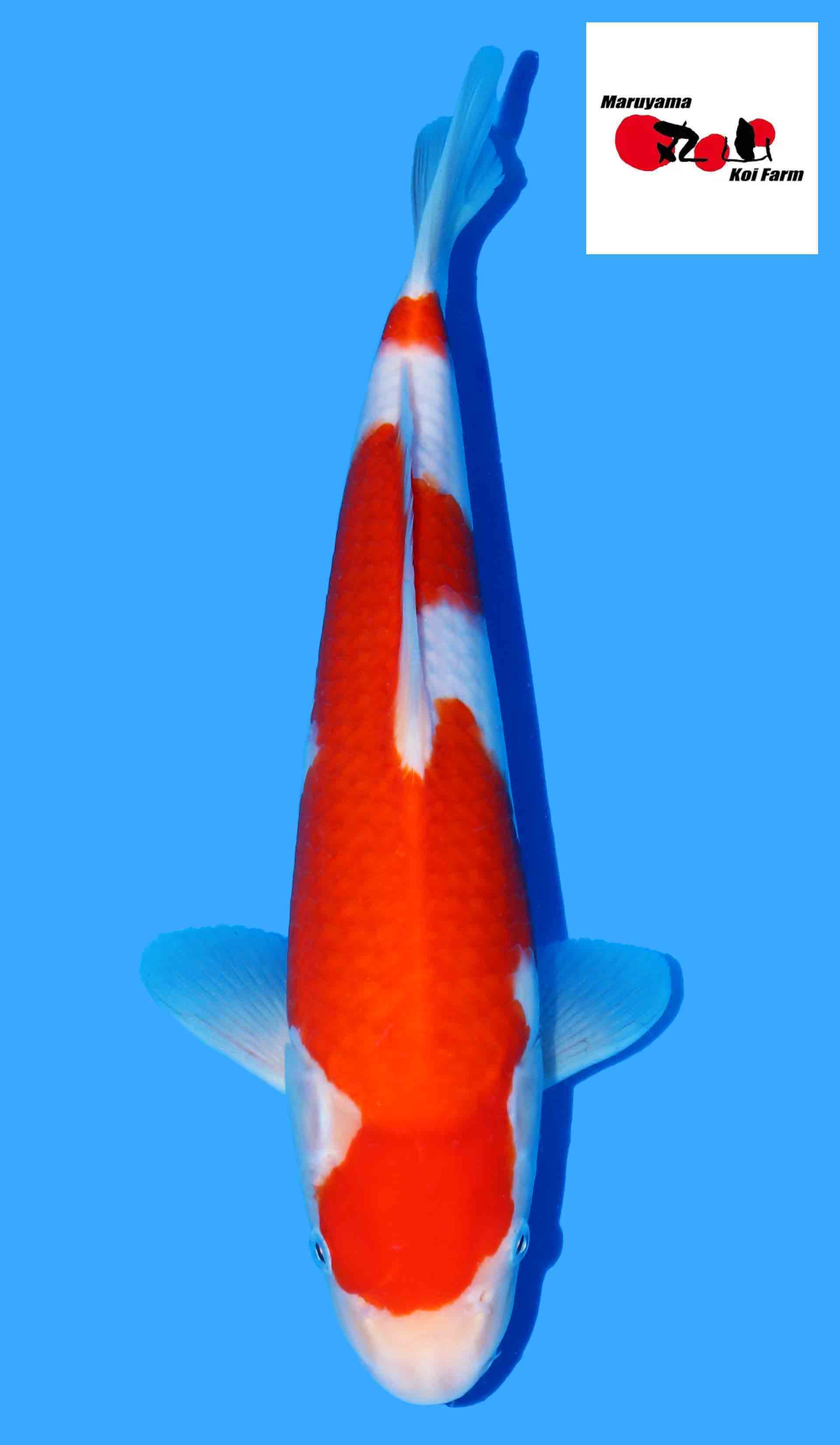 Kohaku from Maruyama