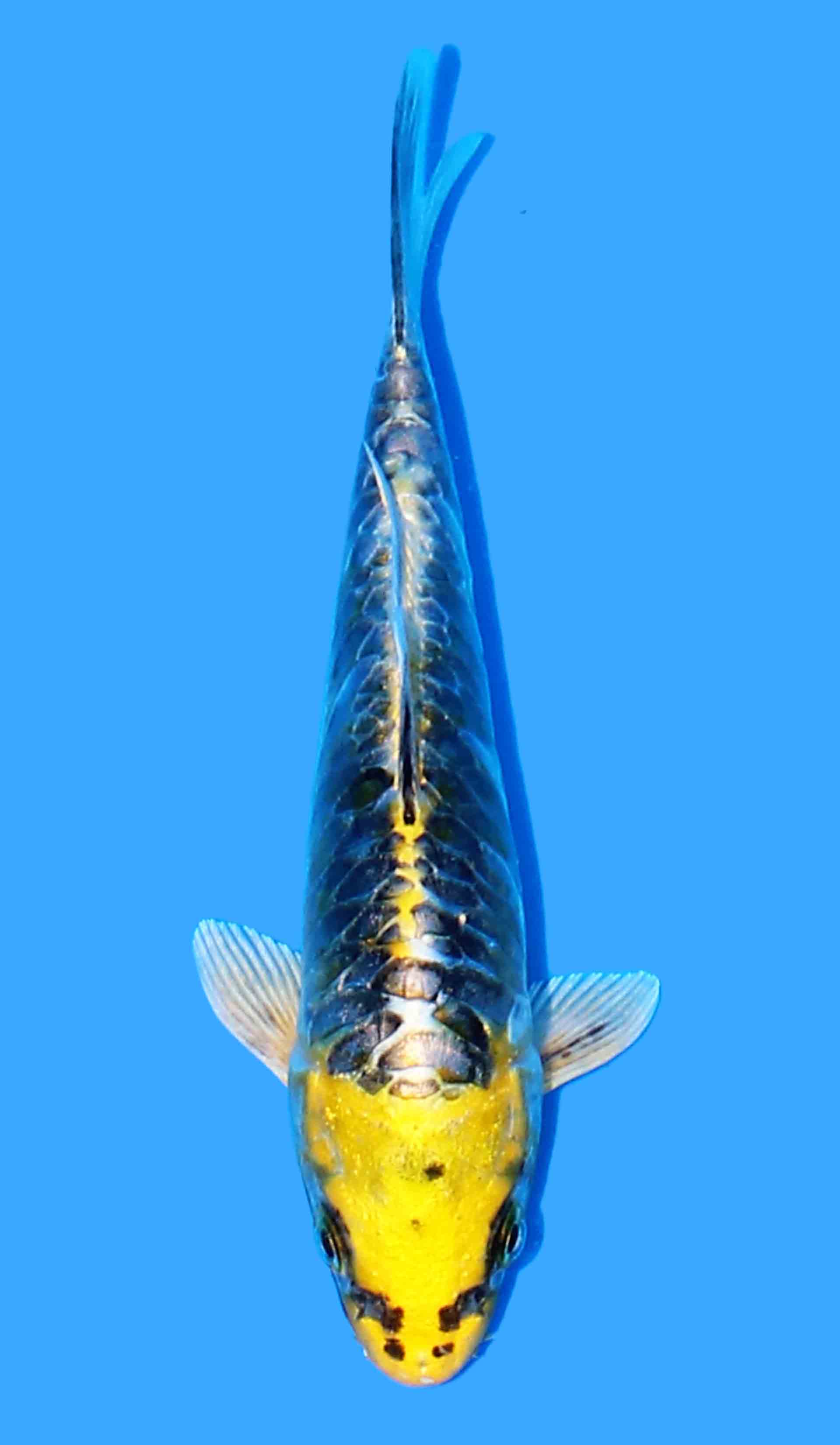 Ki Kikokuryu from Yellow Dragon