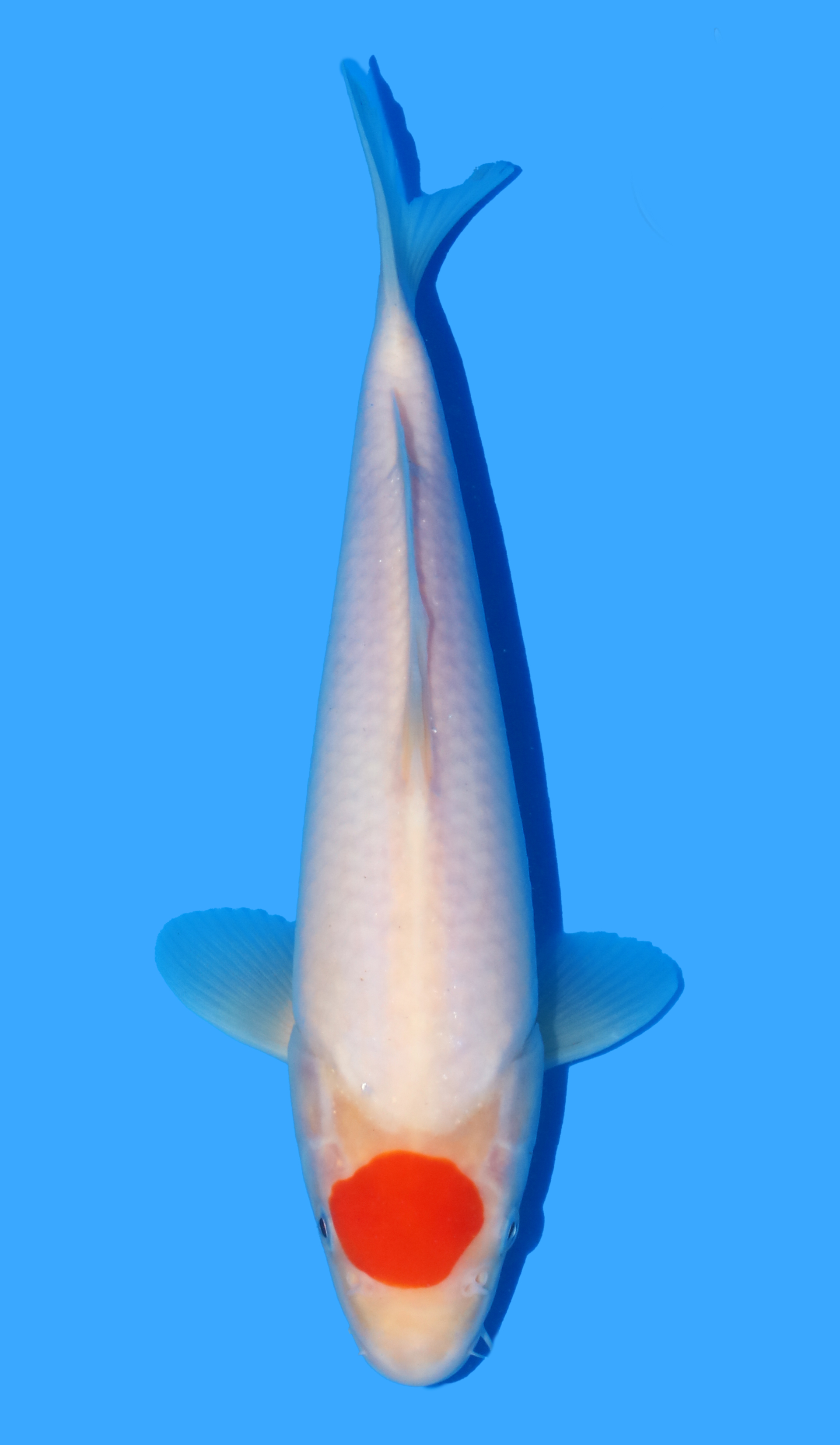 Tancho Kohaku from Hoshikin