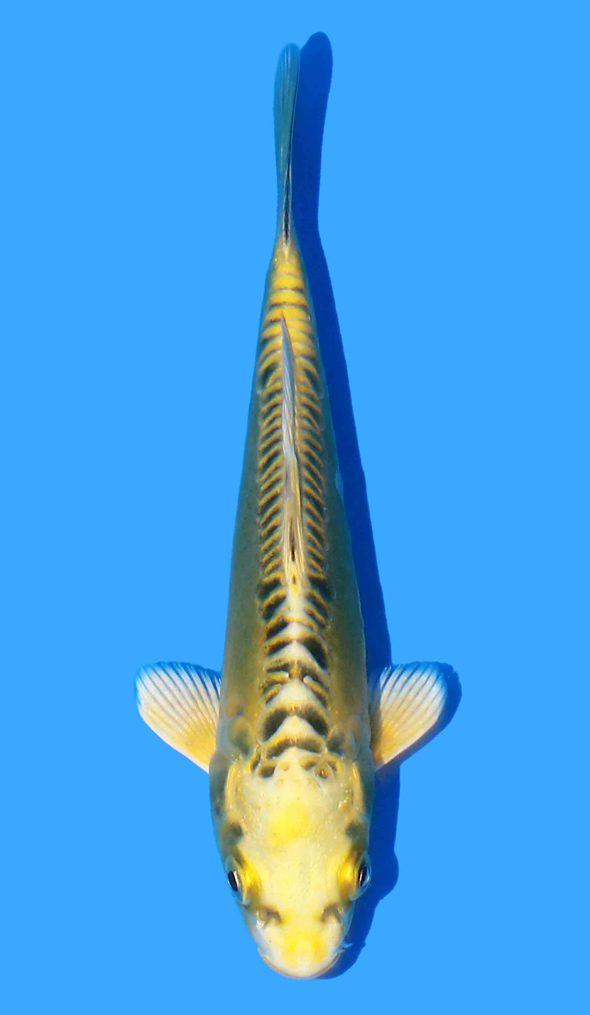 Doitsu Ki Kujaku (Yellow Dragon) Aokiya