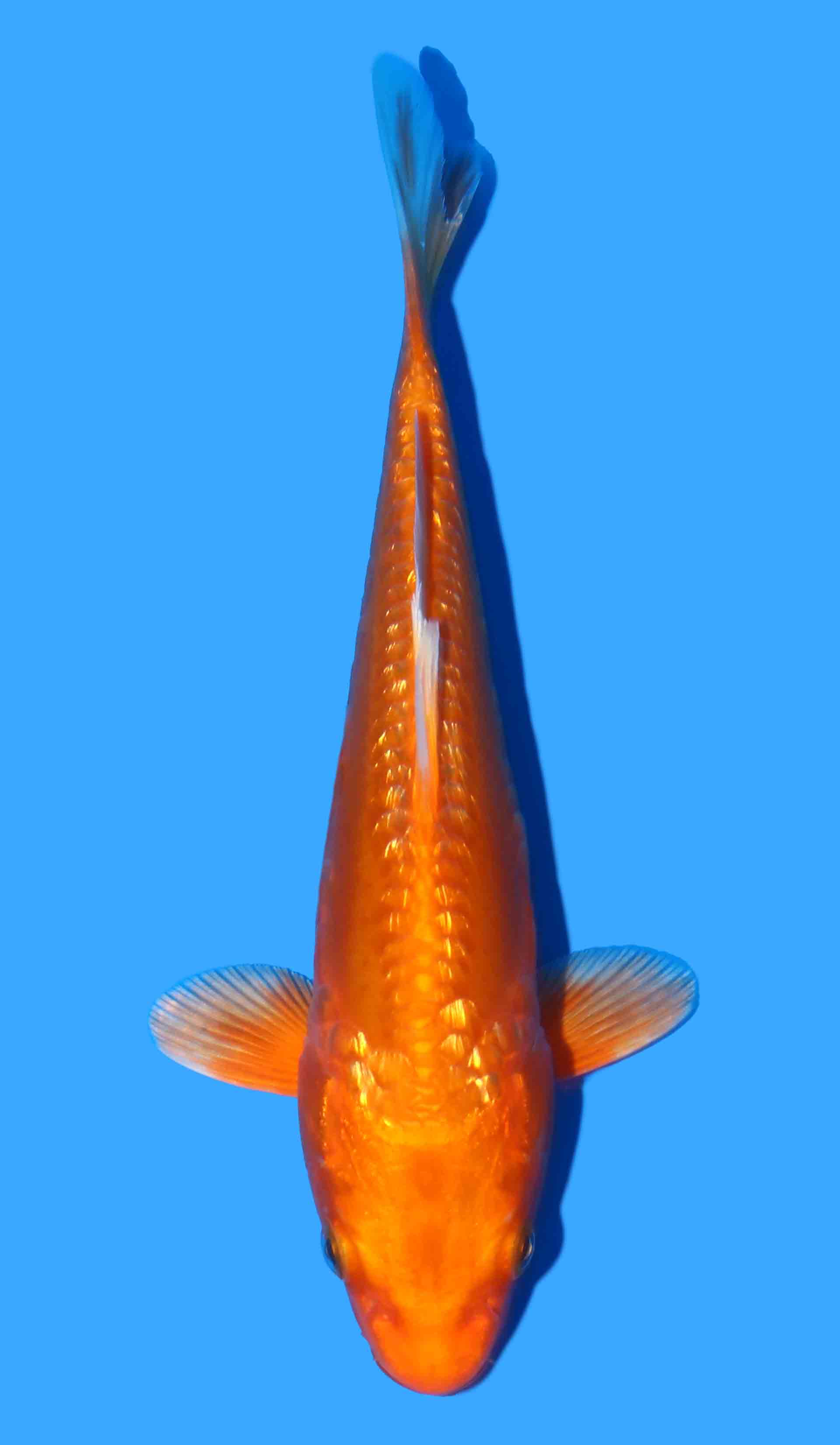 Gin Rin Aragoke Orenji Ogon