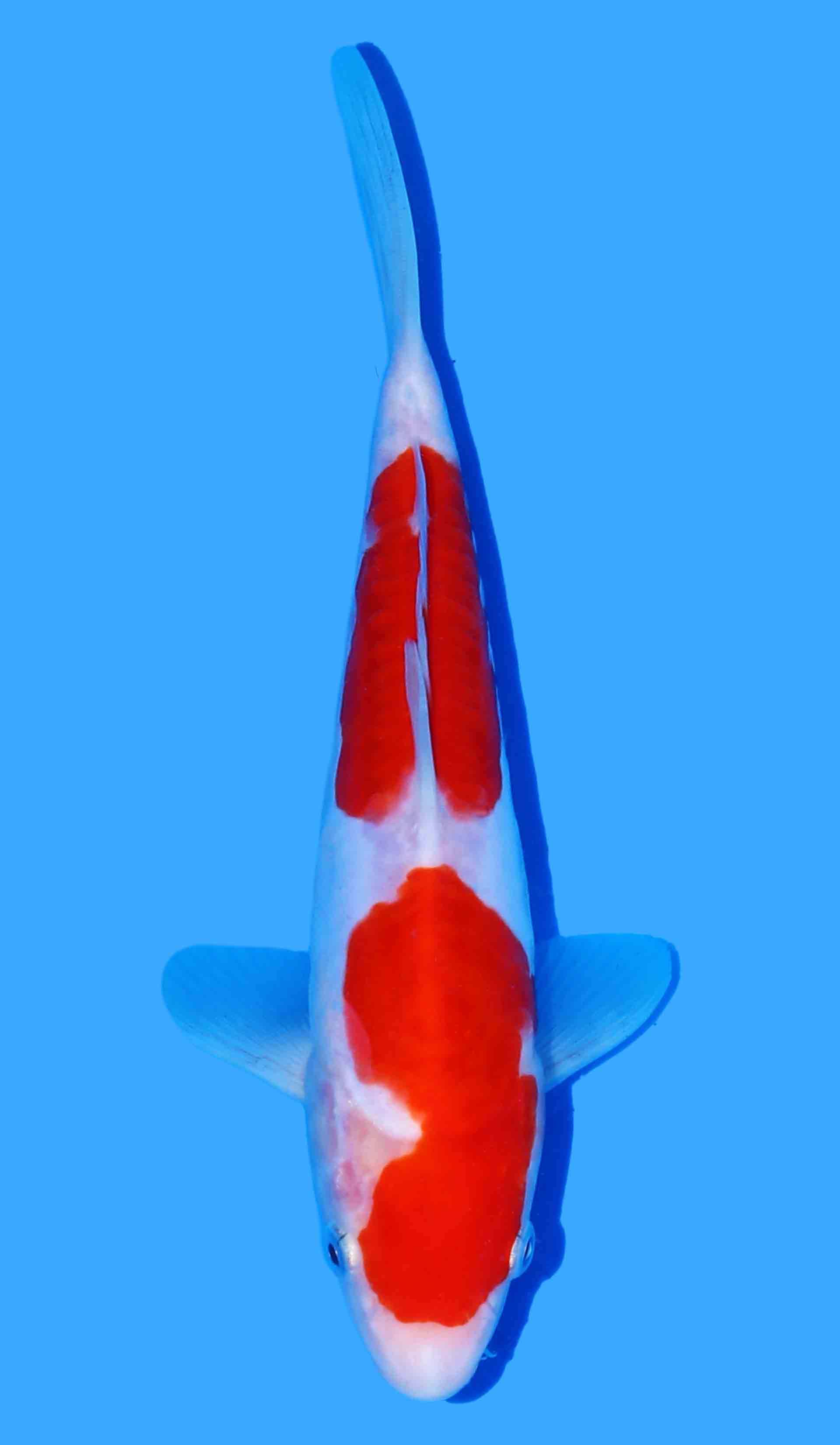Doitsu Kohaku