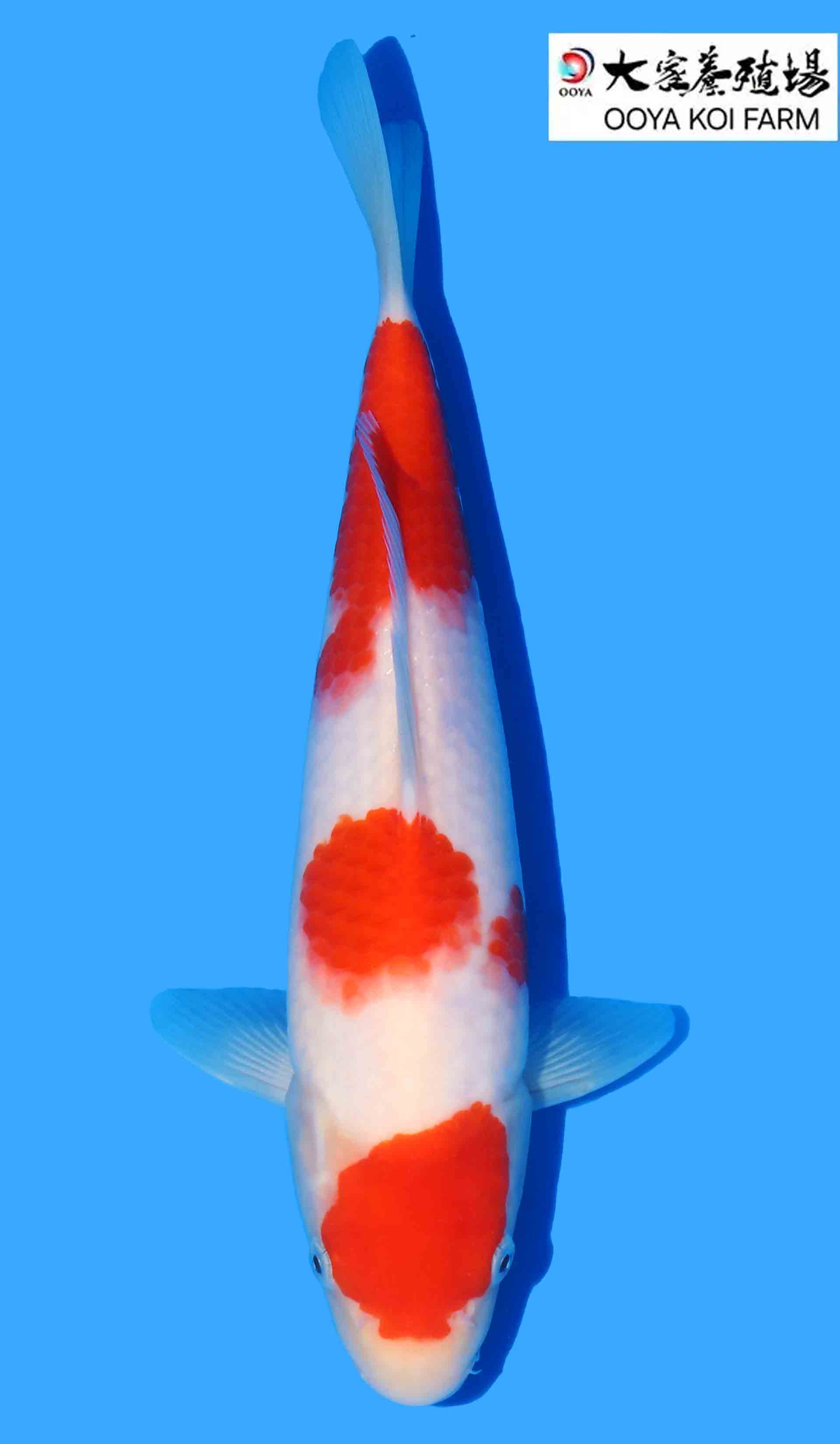 Kohaku