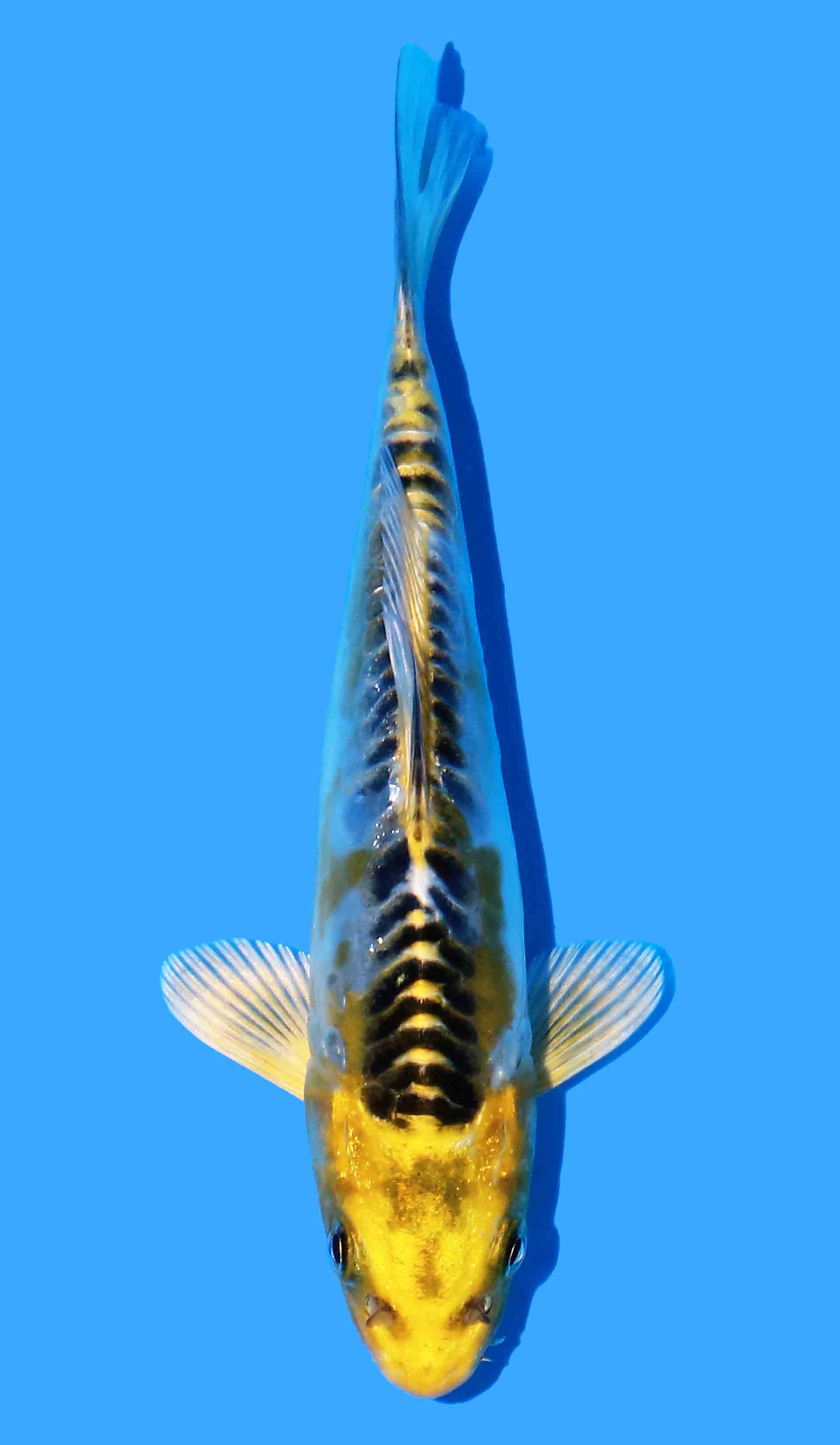 Doitsu Ki Kujaku (Yellow Dragon)