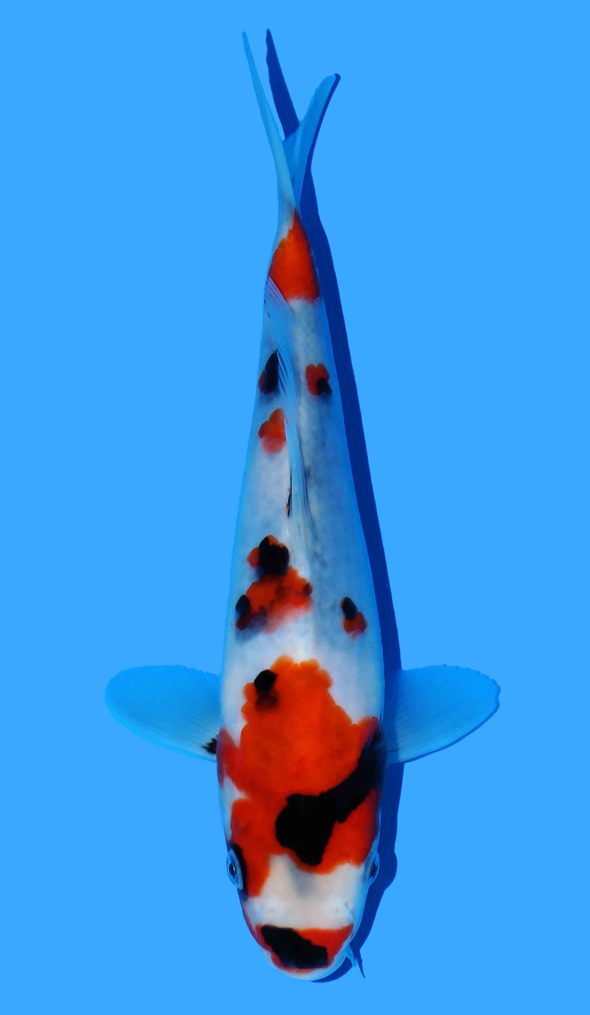 Kindai Showa from Maruyama