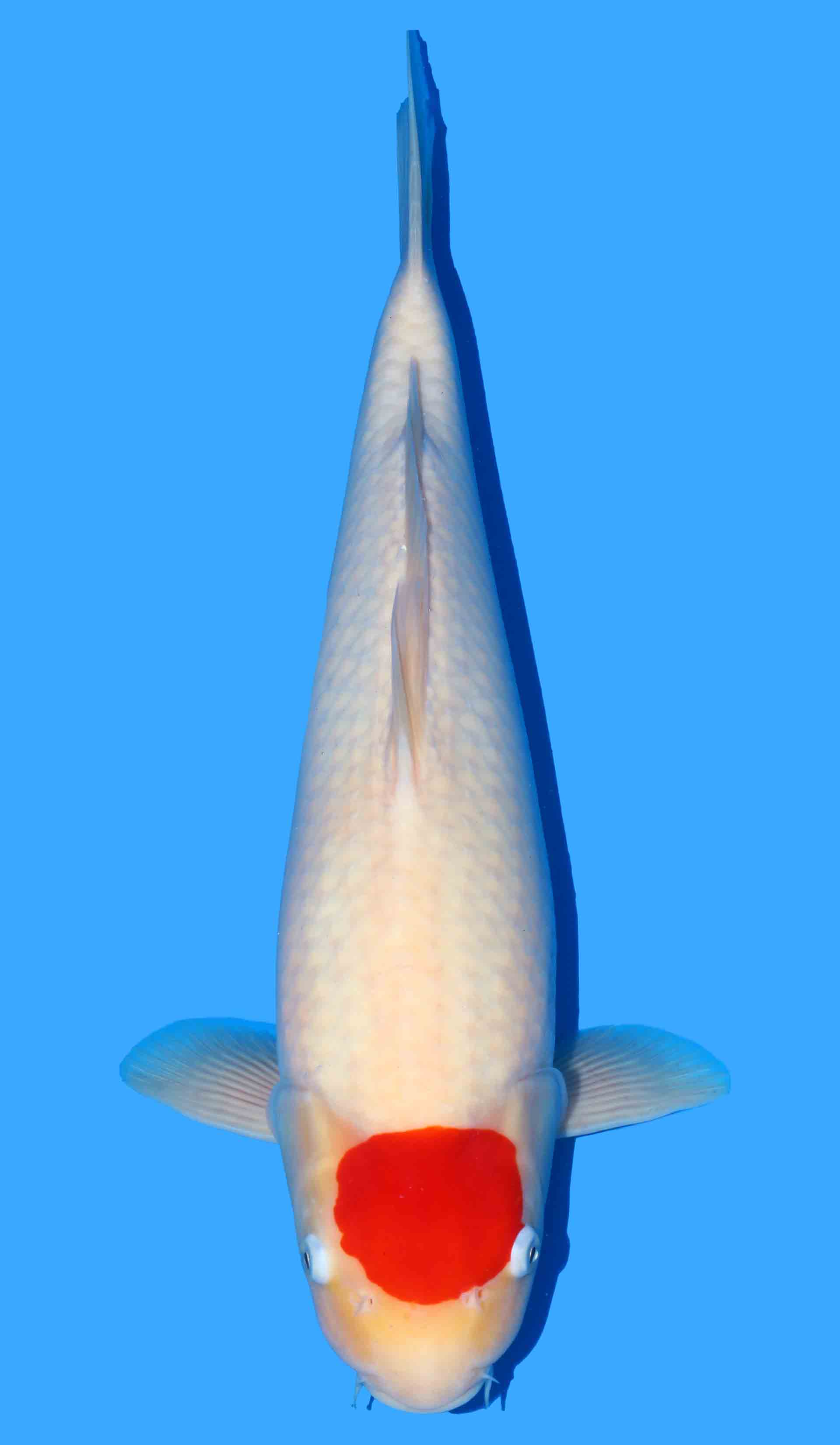 Tancho Kohaku from Yagenji