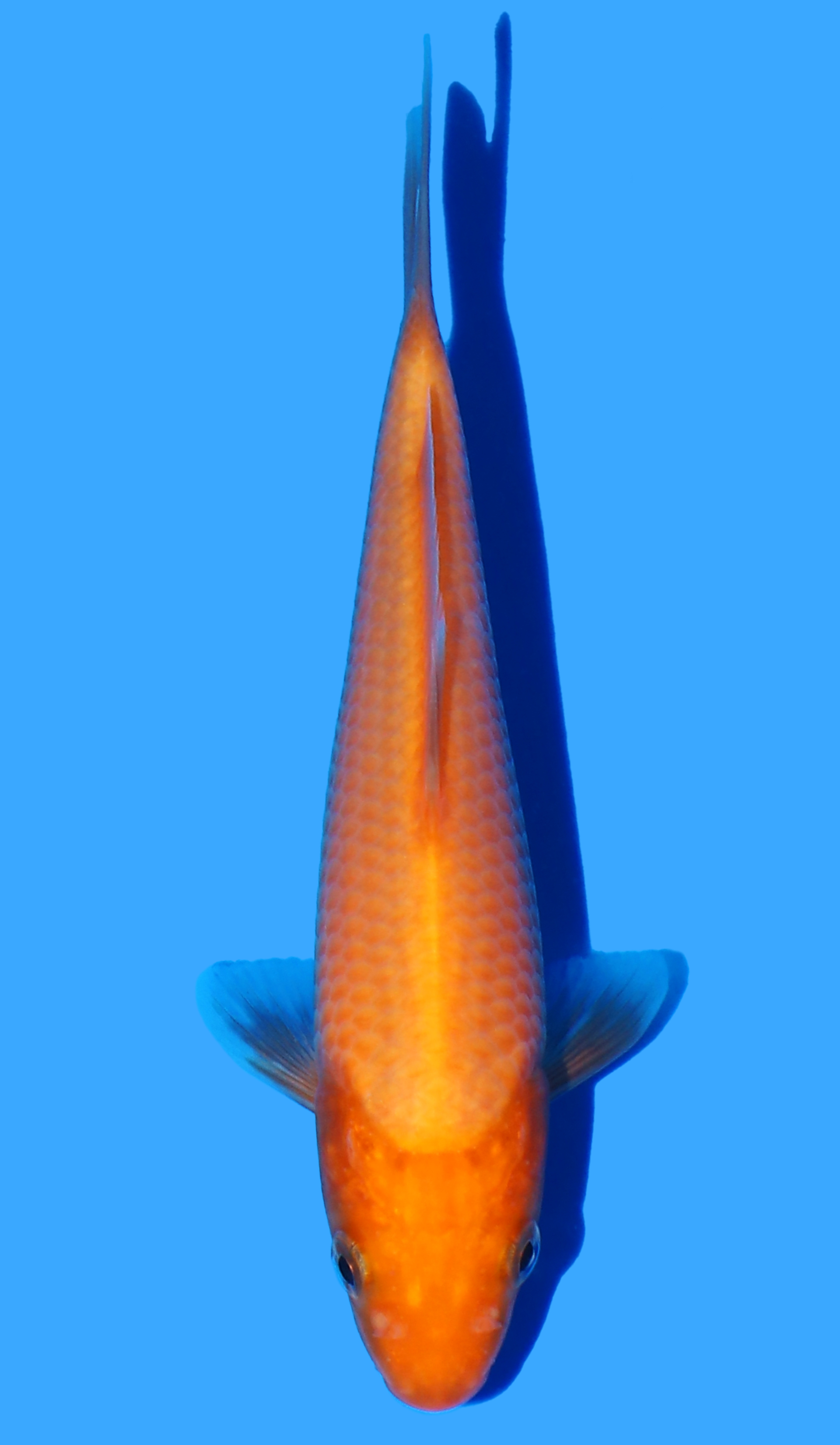 Red Karashigoi