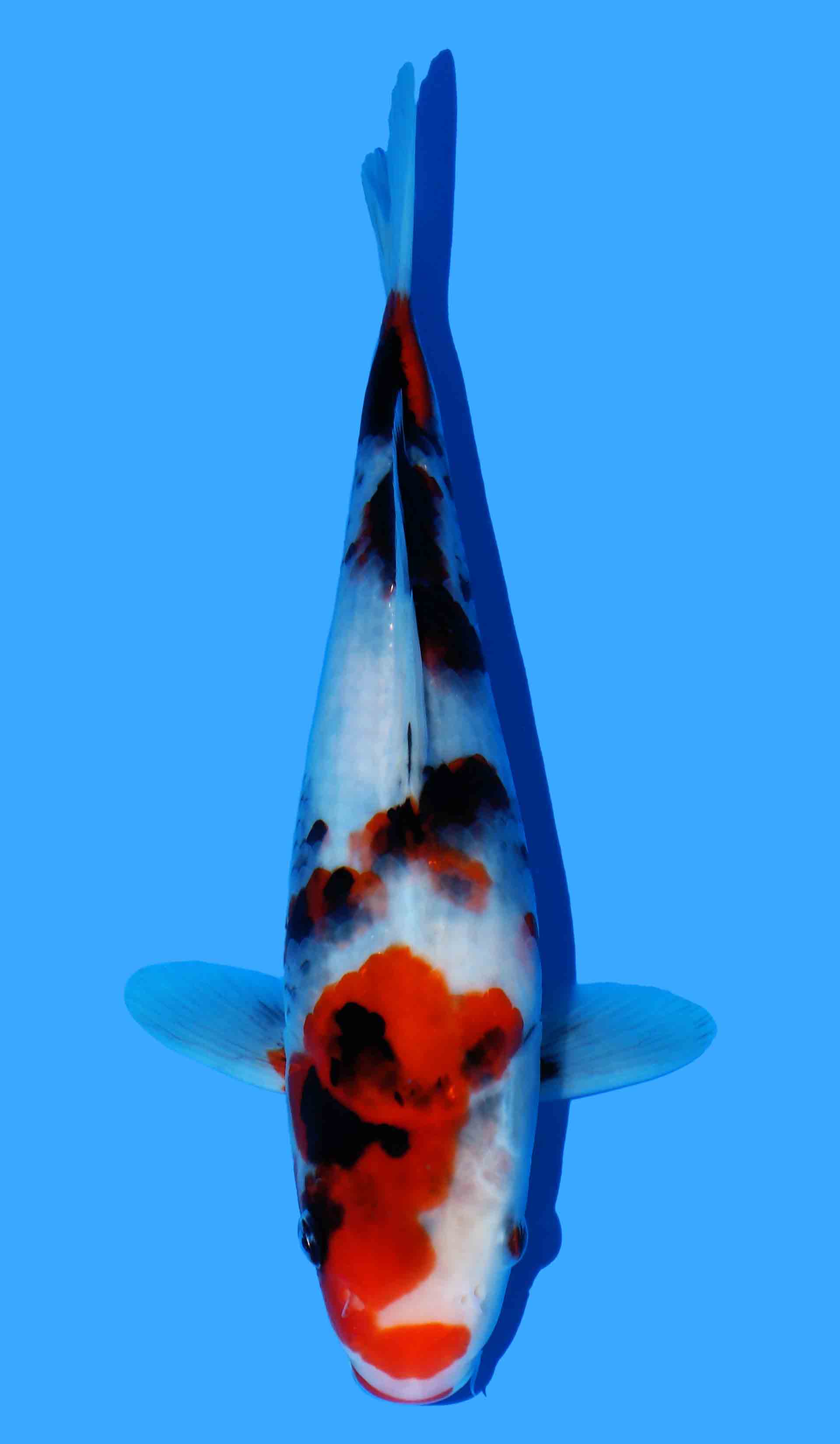 Kindai Showa from Maruyama