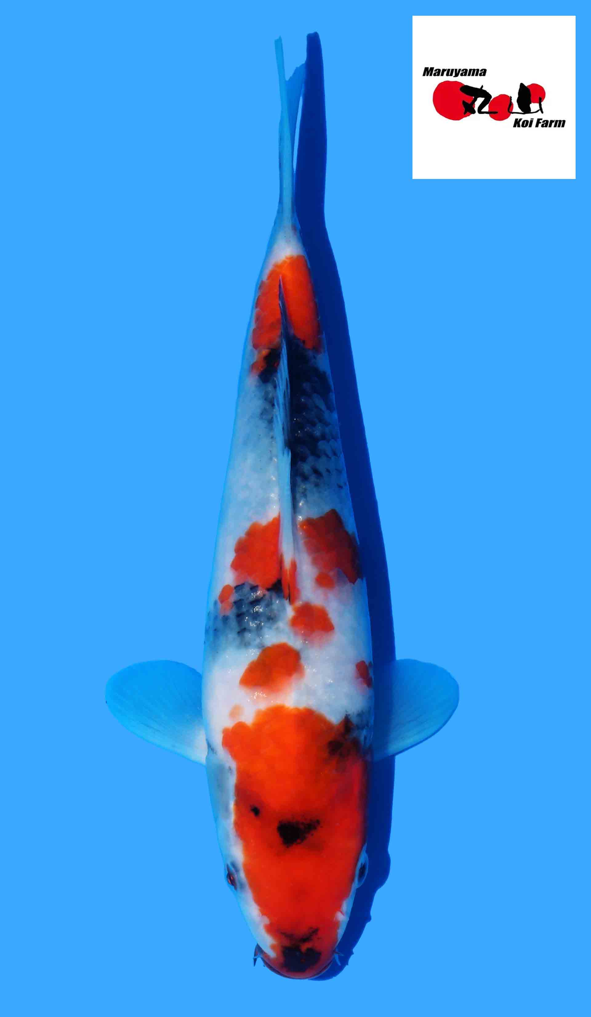 Kindai Showa, Maruyama