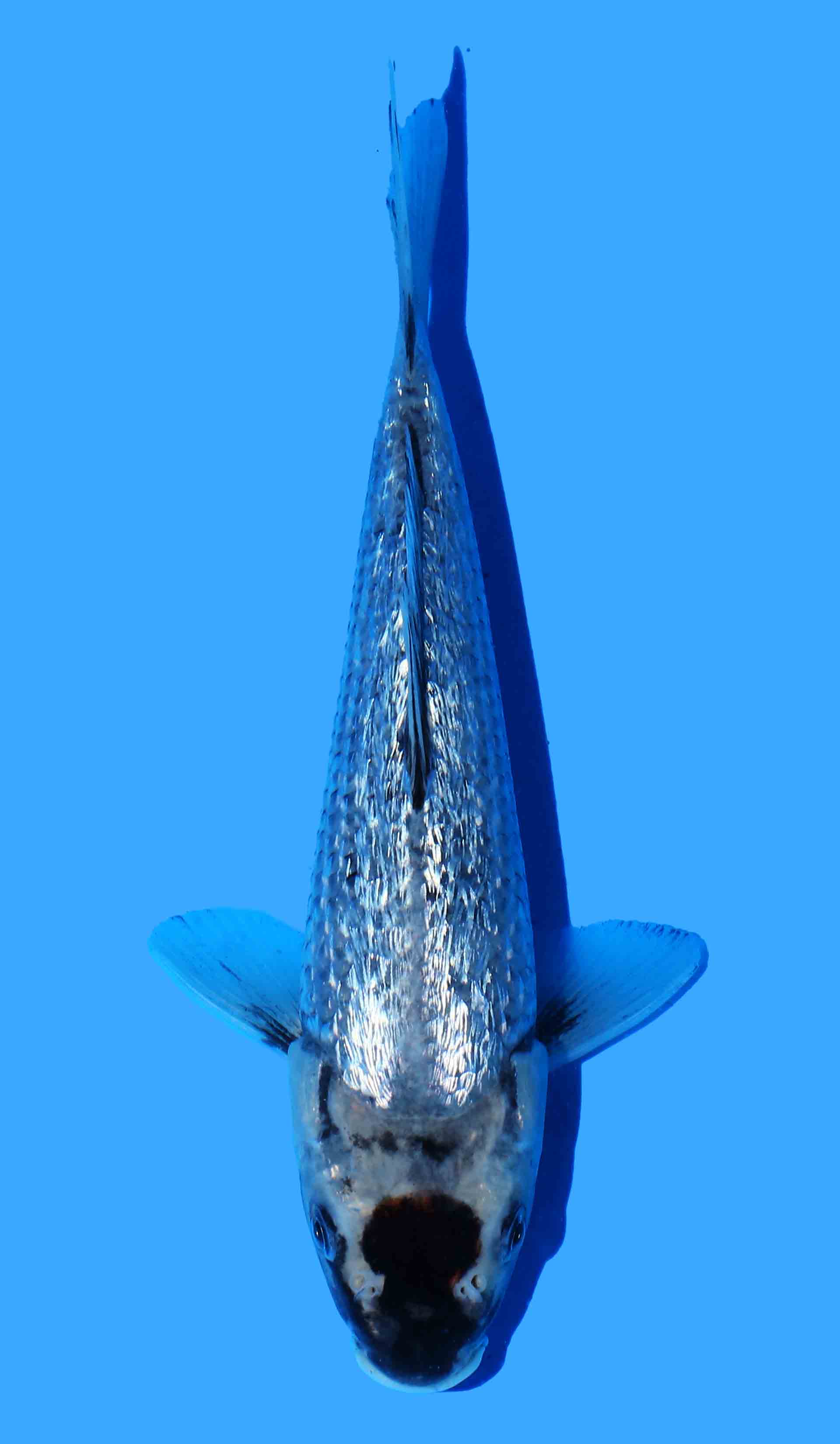 Gin Rin Beni Matsukawabake from Koda