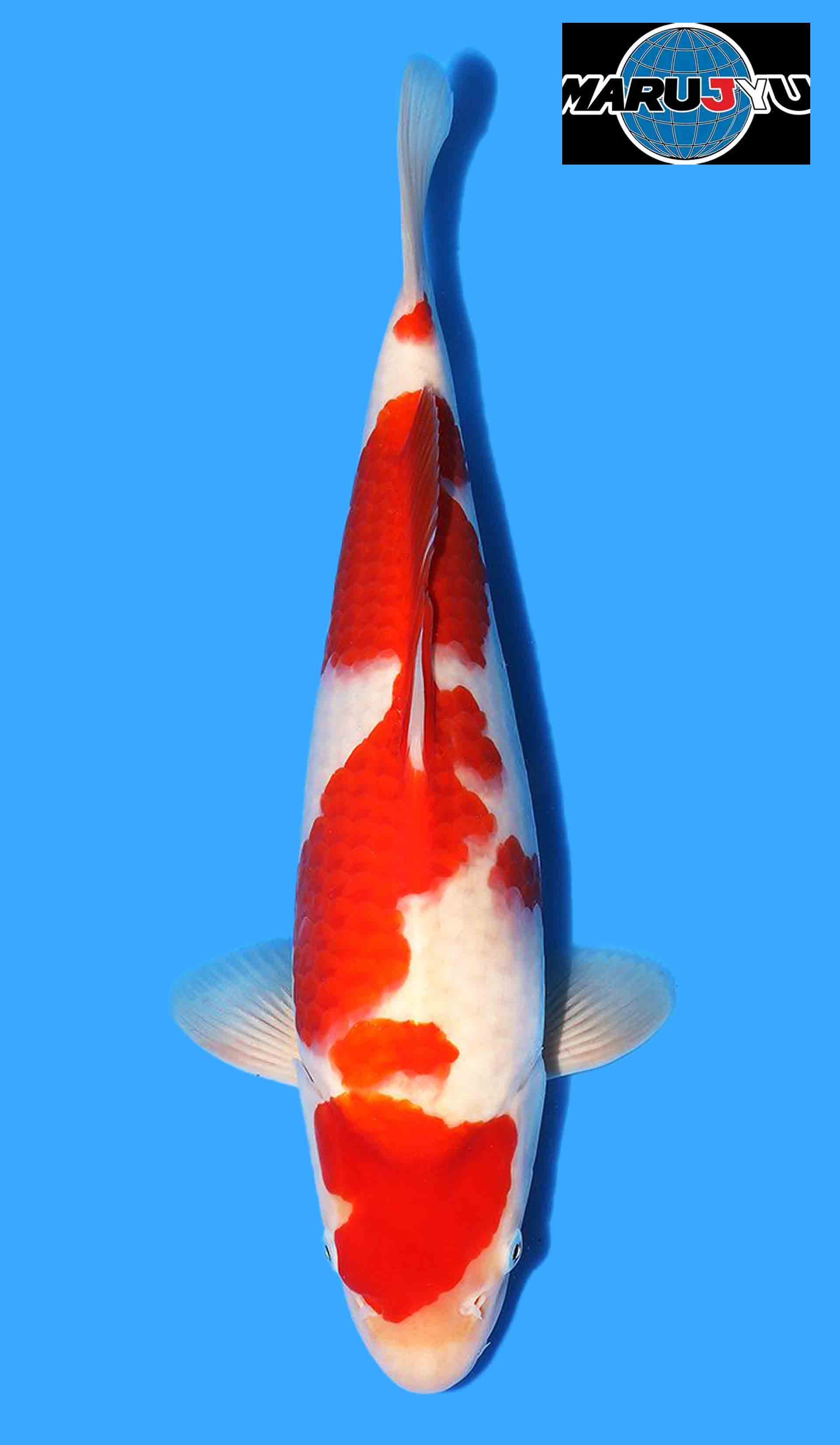 Kohaku from Marujyu inc Azukari in Japan