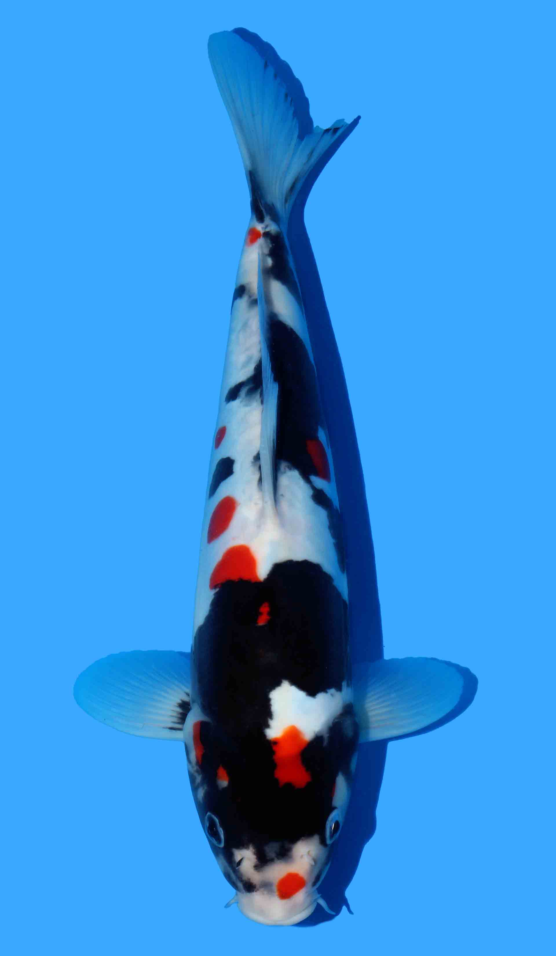 Doitsu Showa, Maruhide