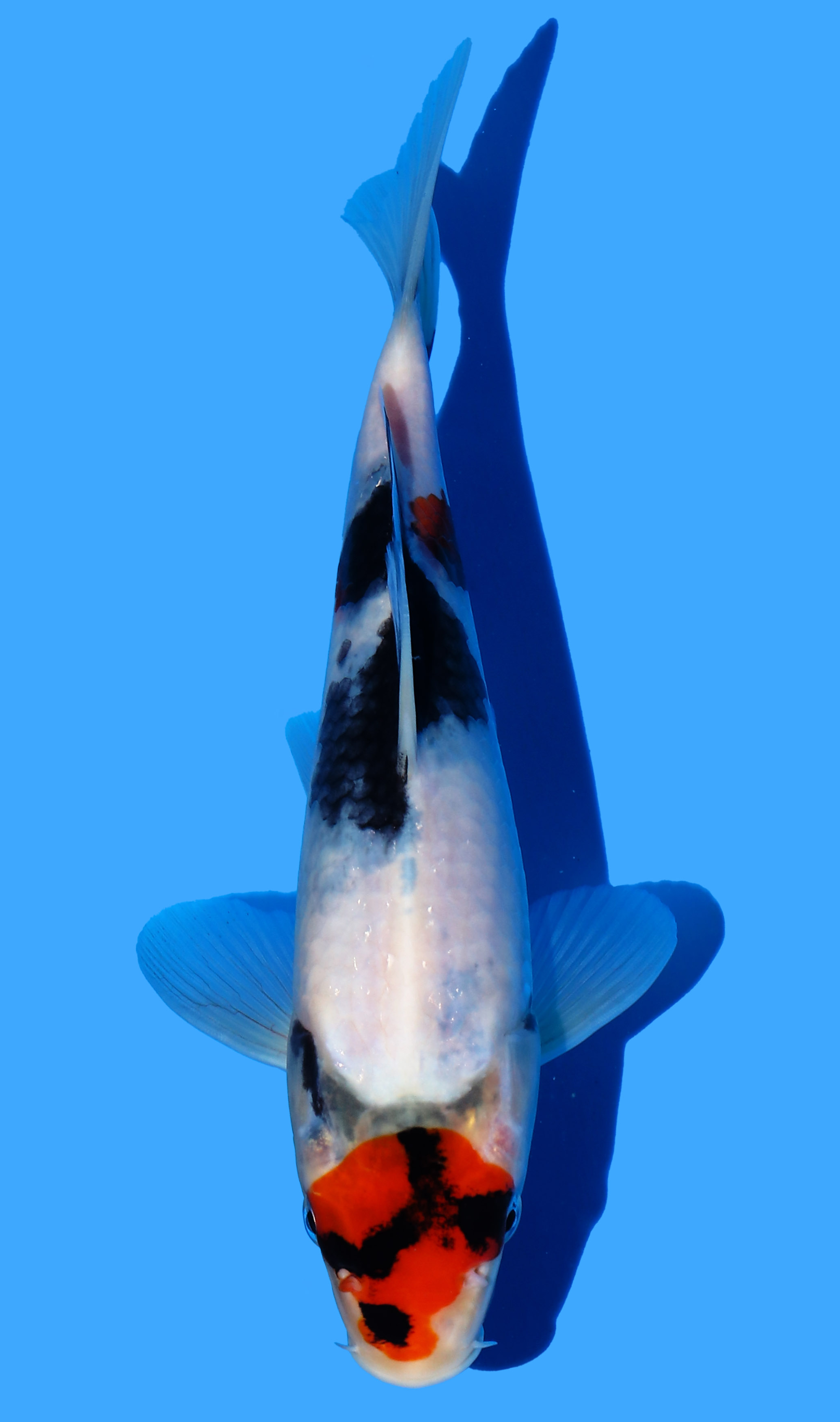 Kindai Showa from Koda