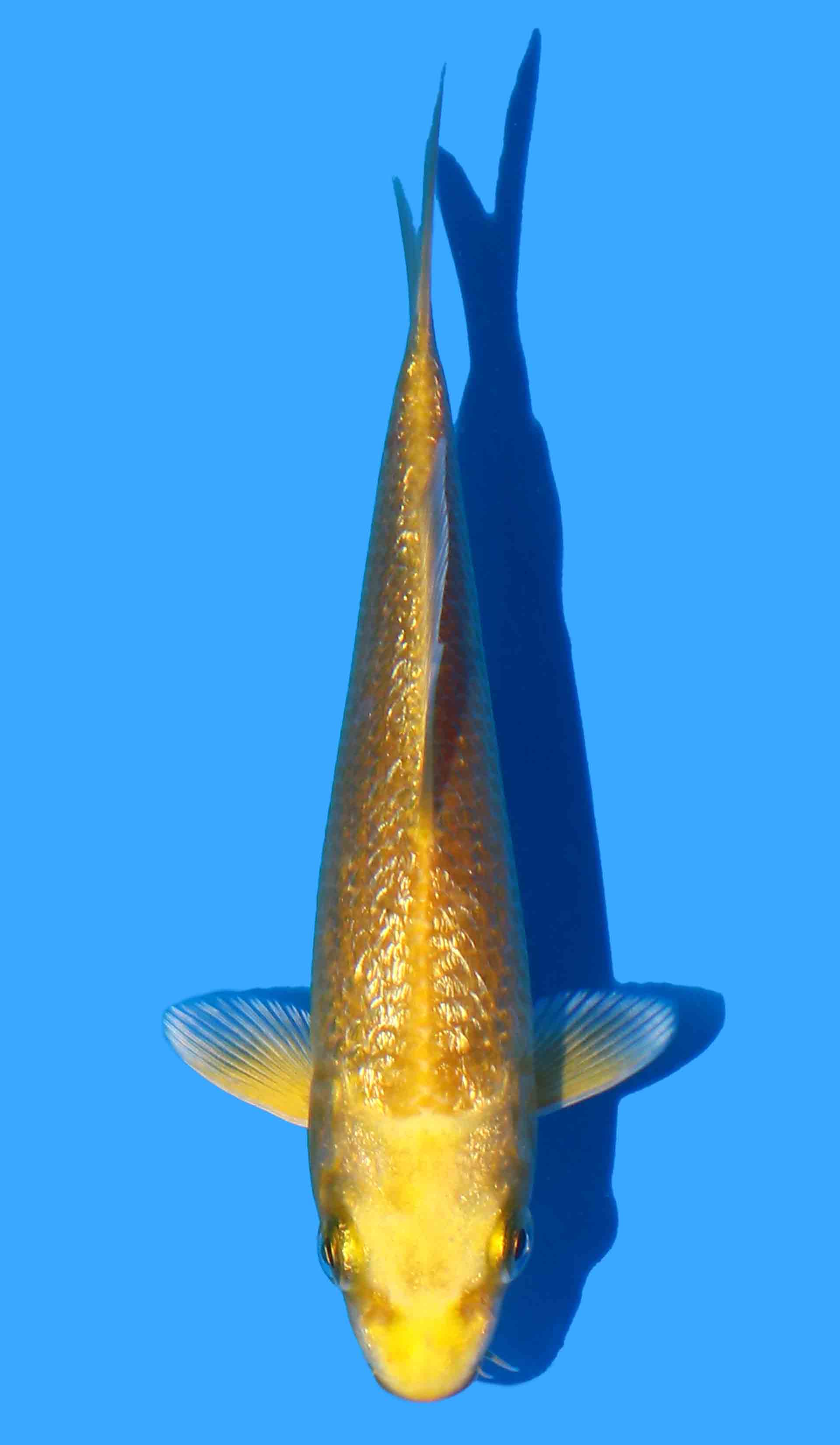 Gin Rin Yamabuki Ogon