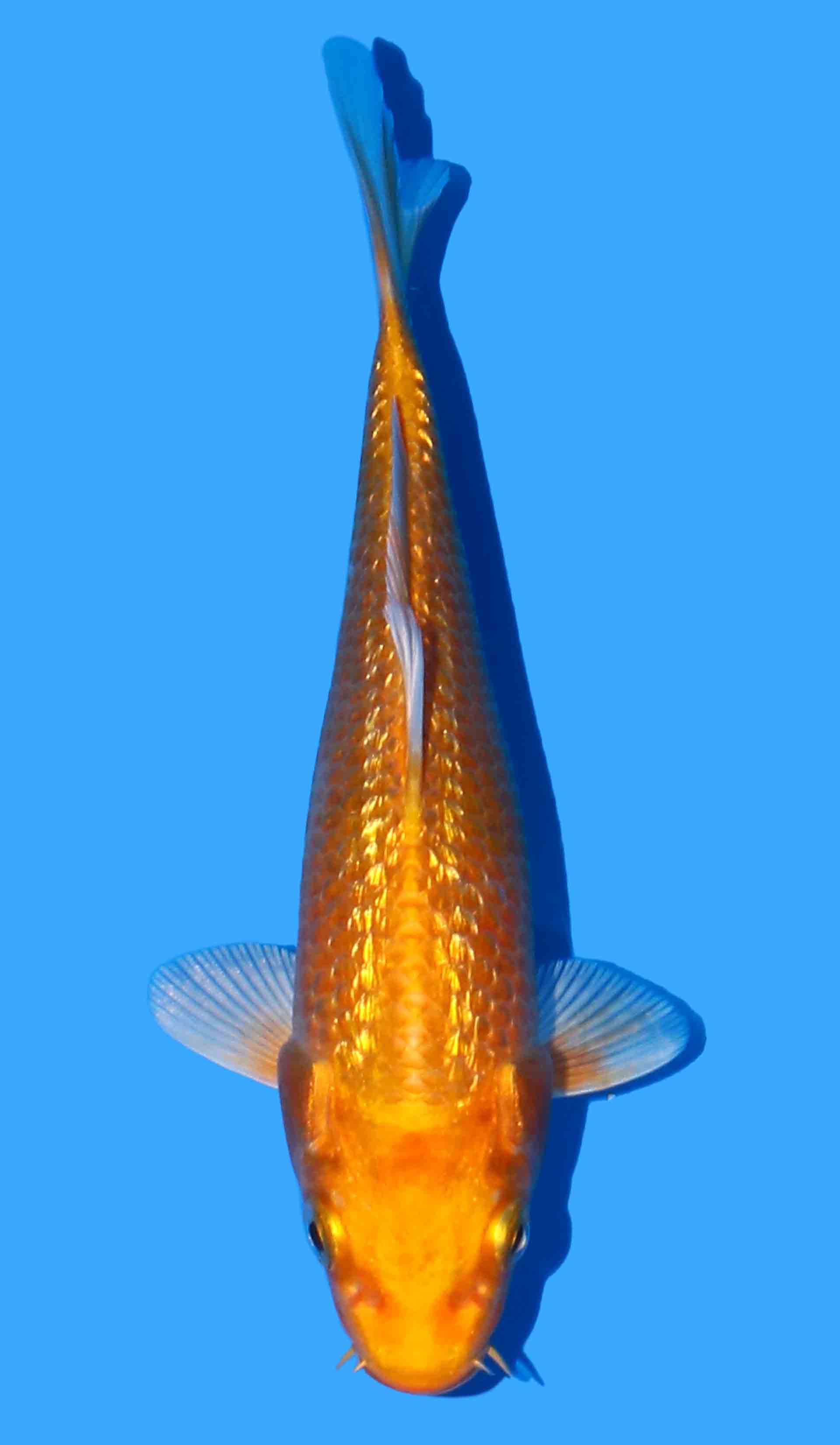 Gin Rin Yamabuki Ogon from Yamasan