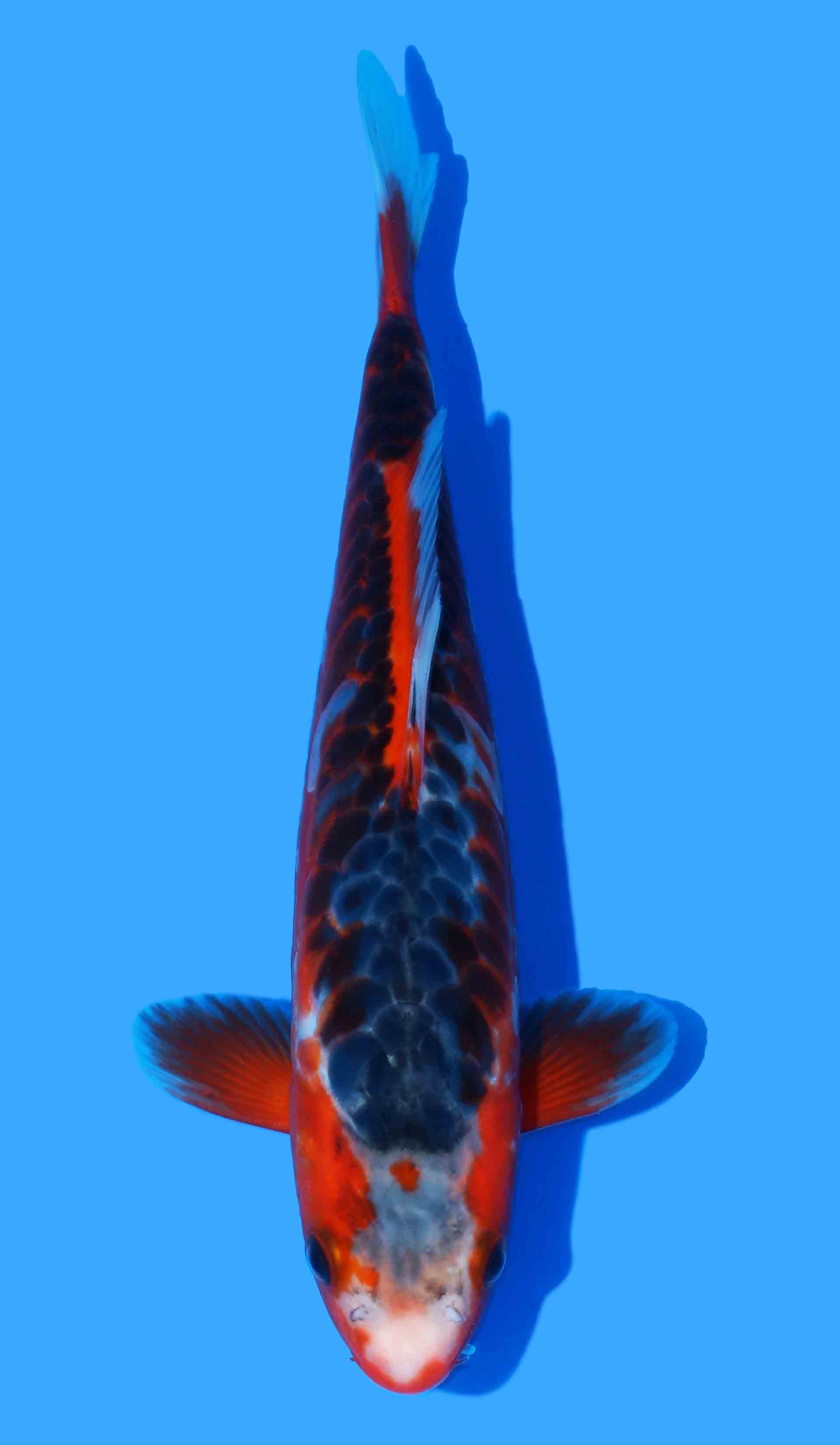 Aragoke Shusui from Otsuka