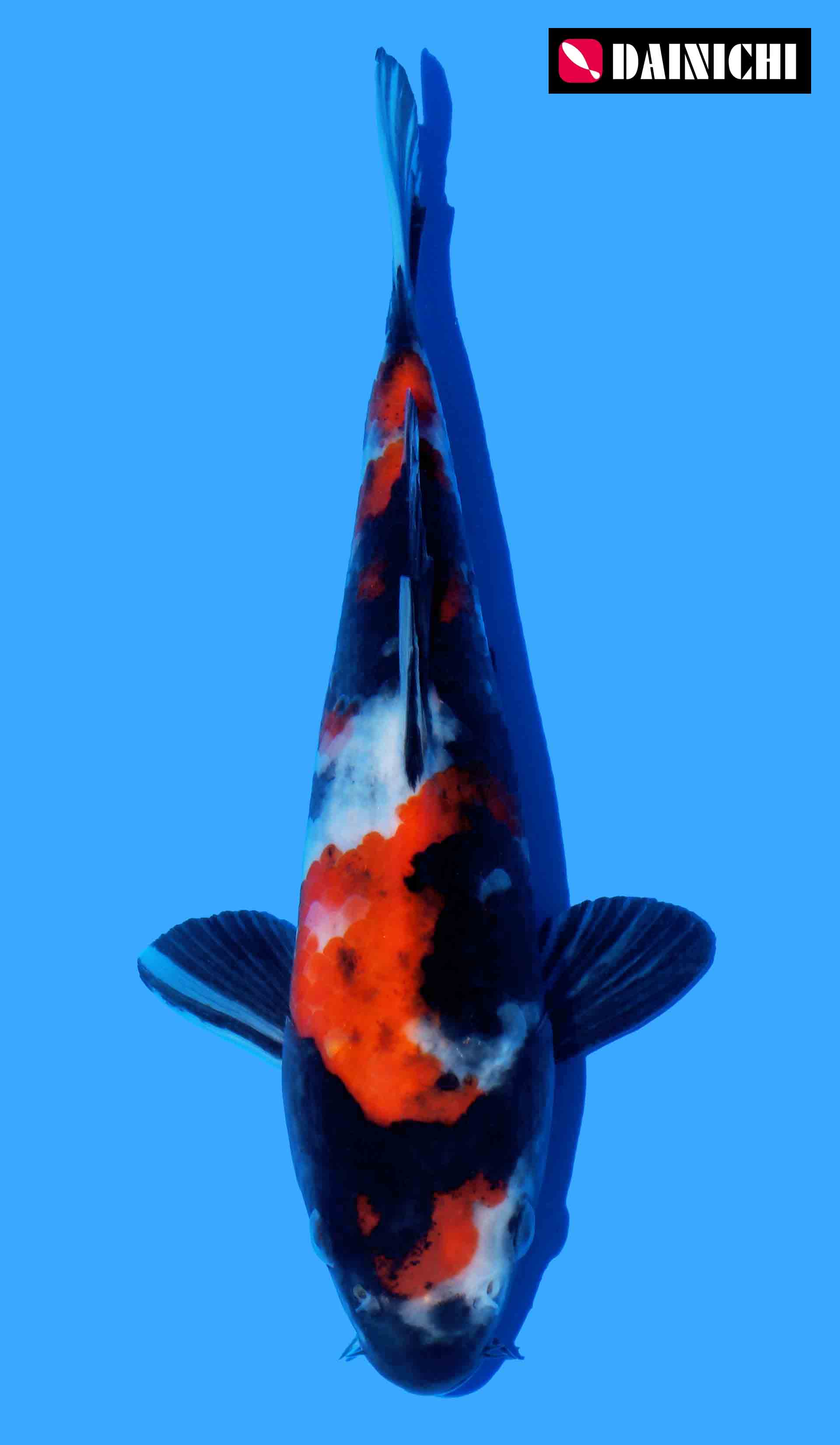 Showa, Dainichi (Super Monster Line)