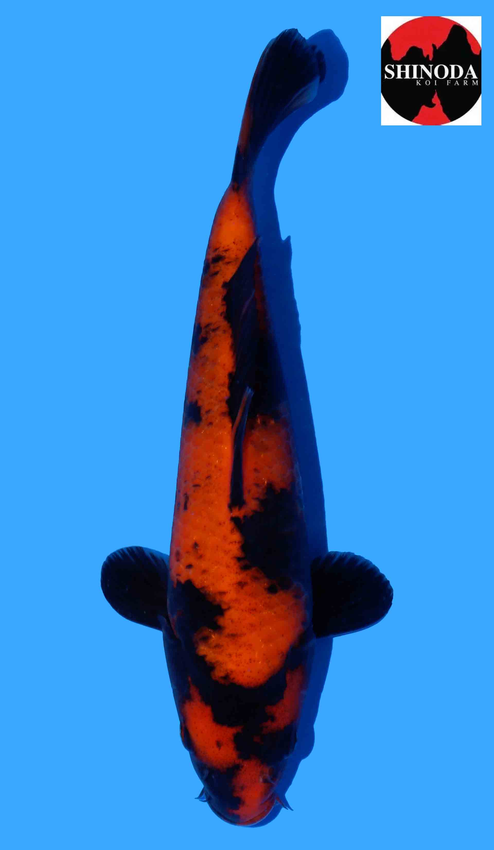 Hi Utsuri from Shinoda