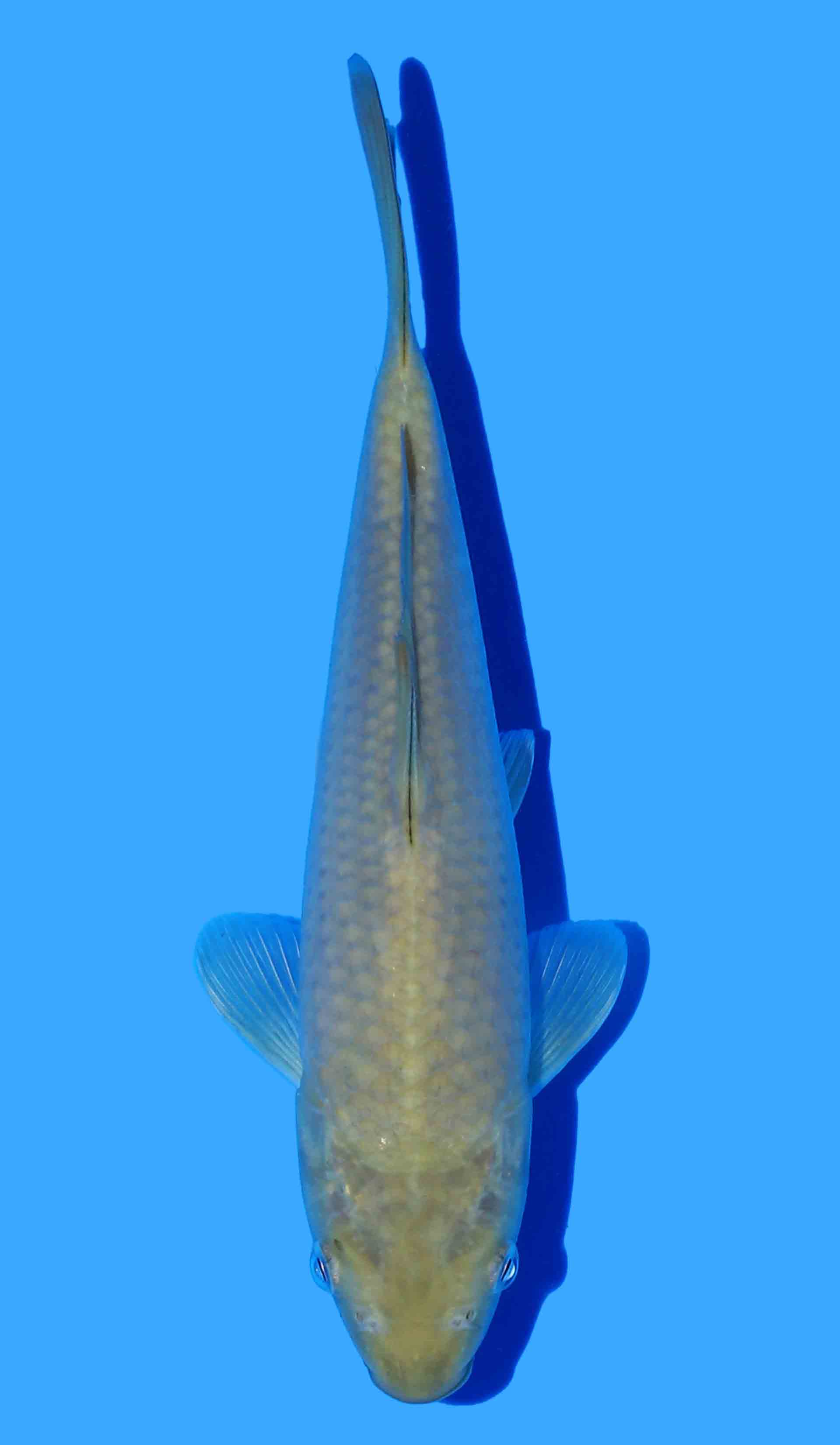 Chagoi