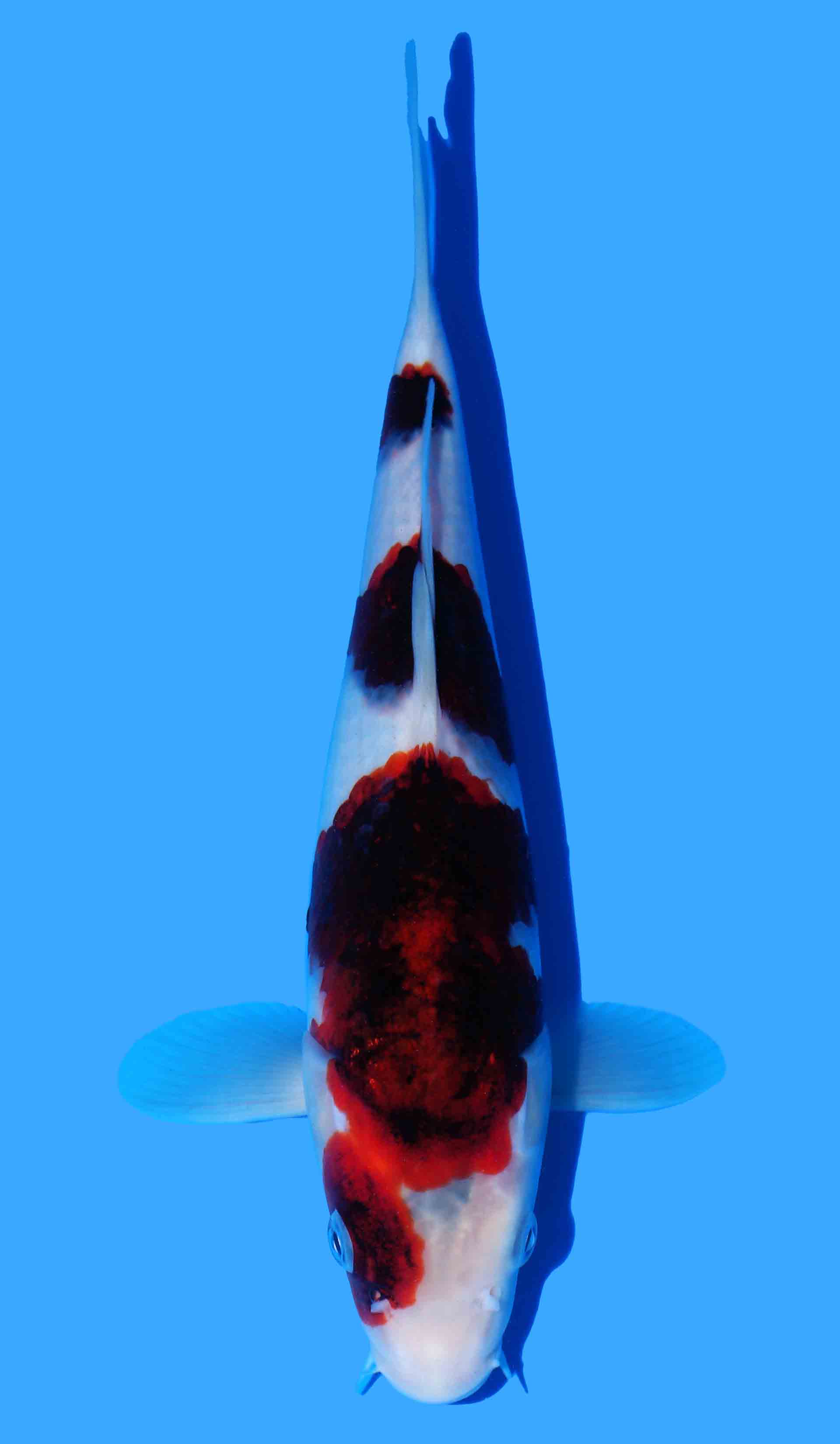 Budo Goromo from Black Budo line