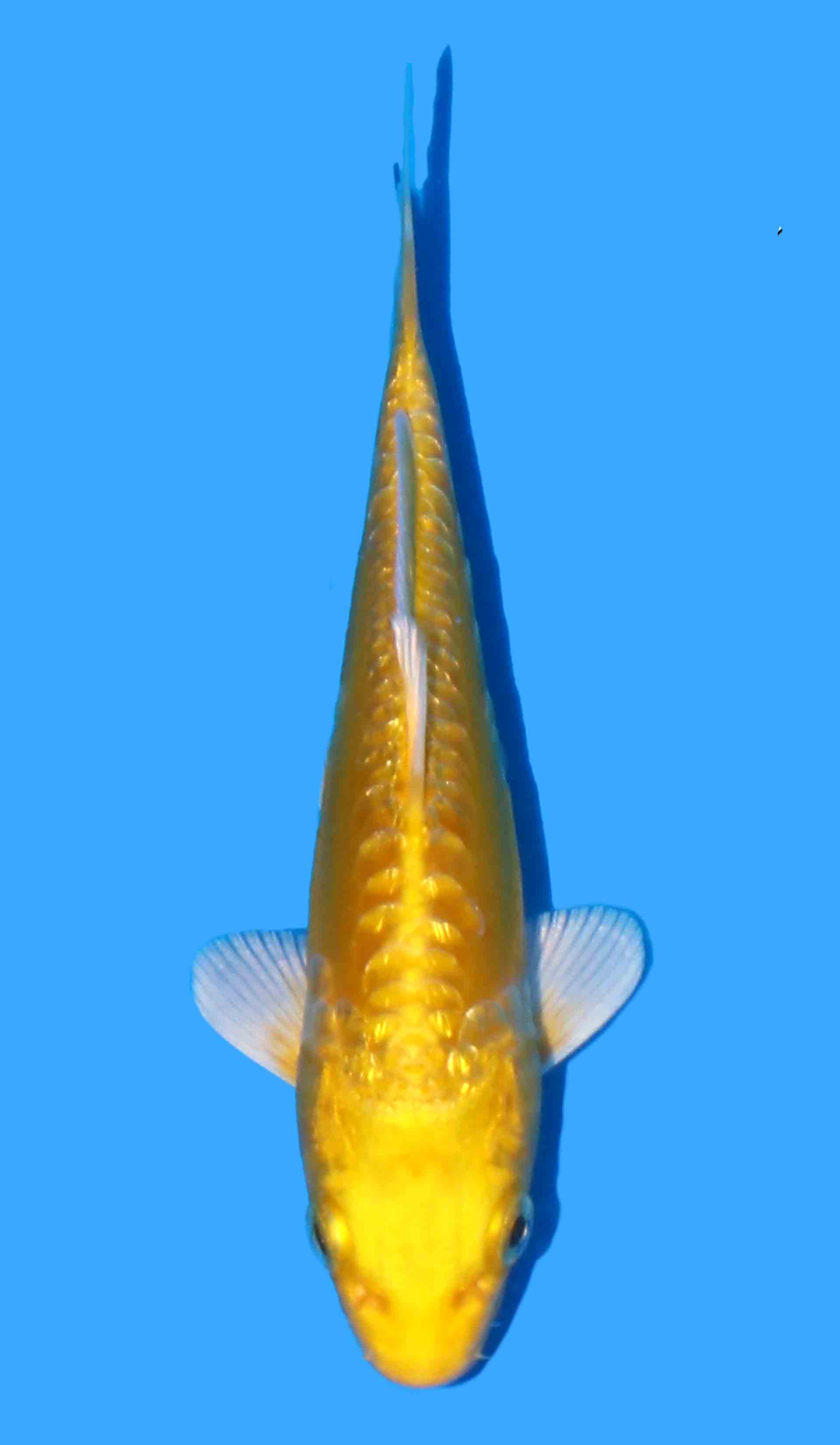 Doitsu YamabukI Ogon from Yamasan