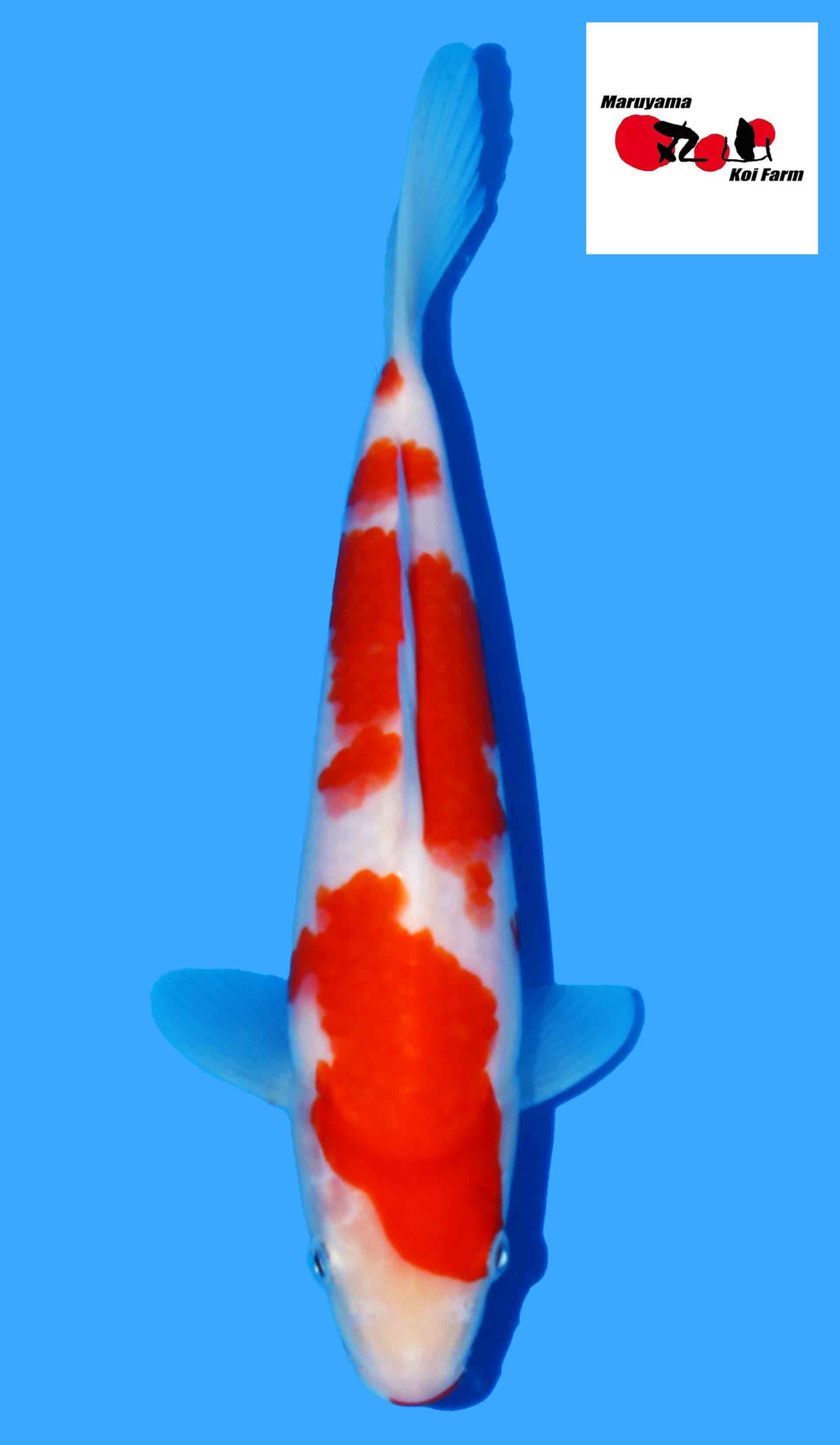 Kohaku from Maruyama