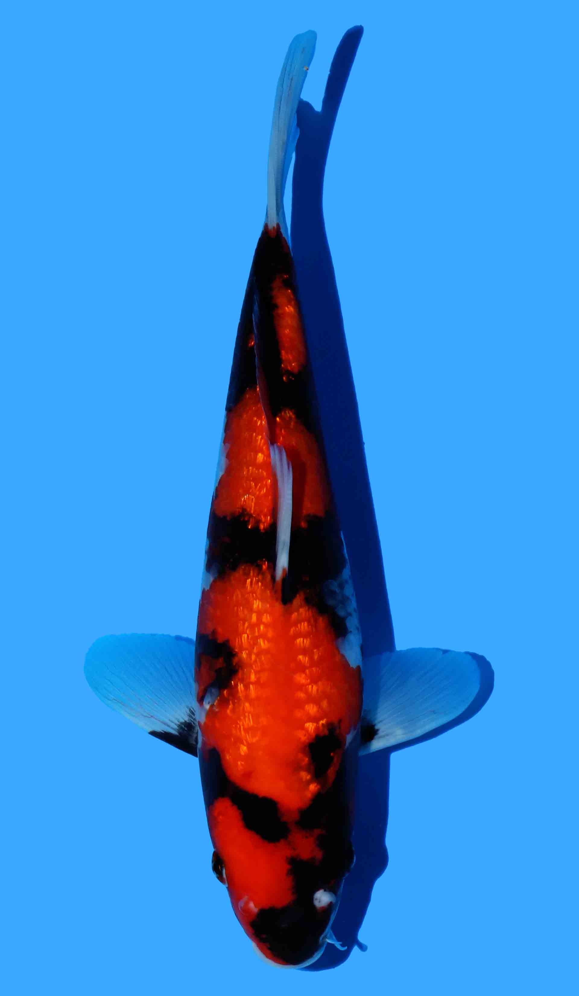 Gin Rin Hi Showa (ISA Line)