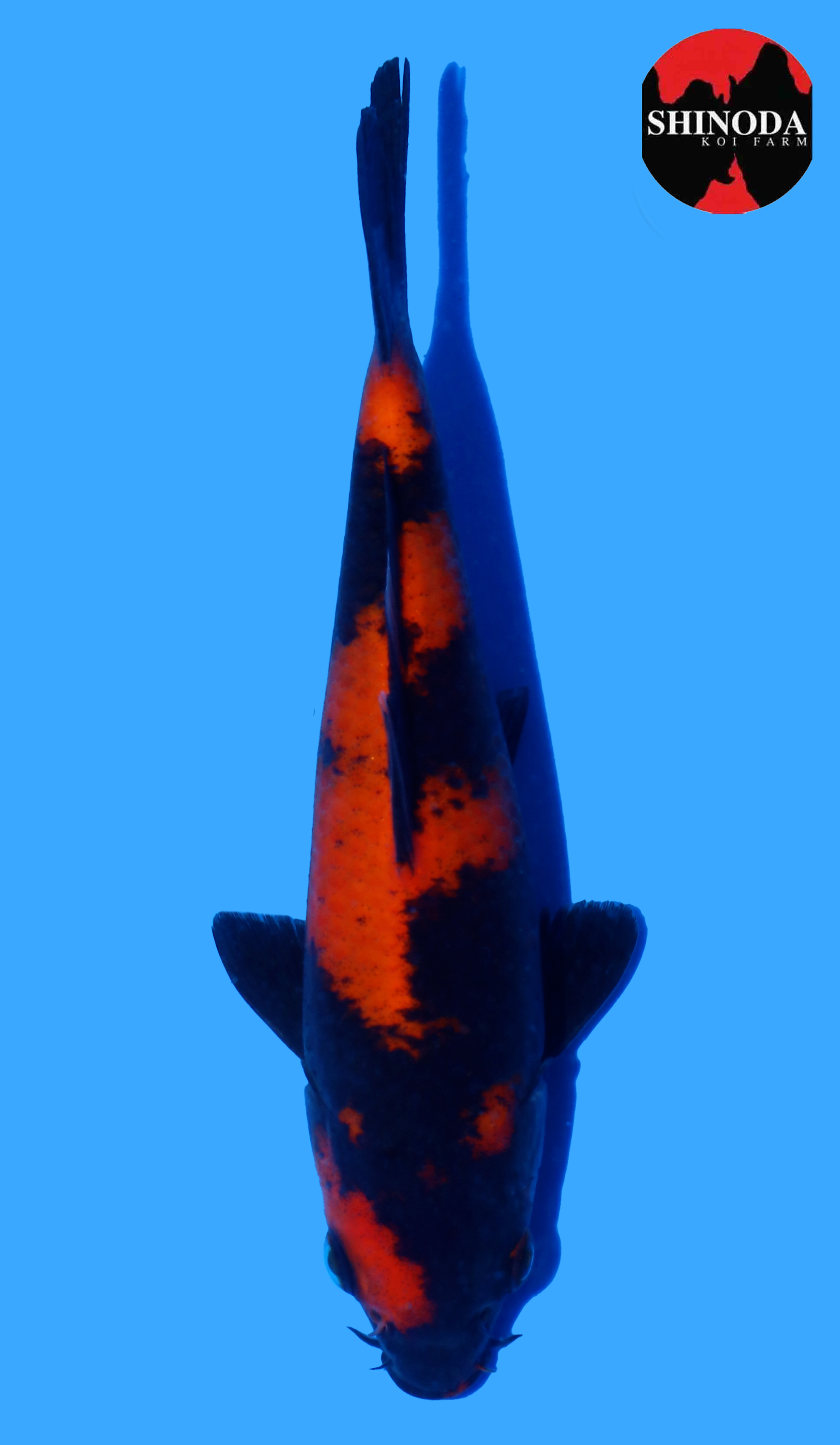 Photo of a koi fish