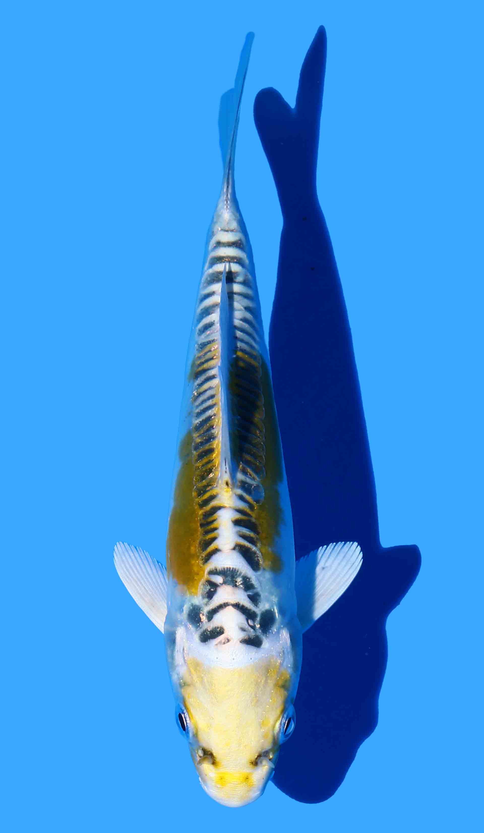 Doitsu Ki Kujaku (Yellow Dragon)