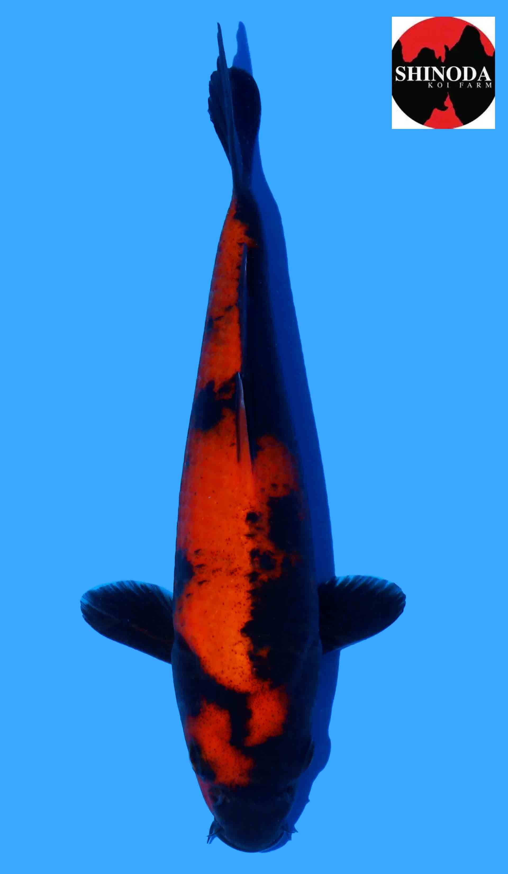 Hi Utsuri from Shinoda