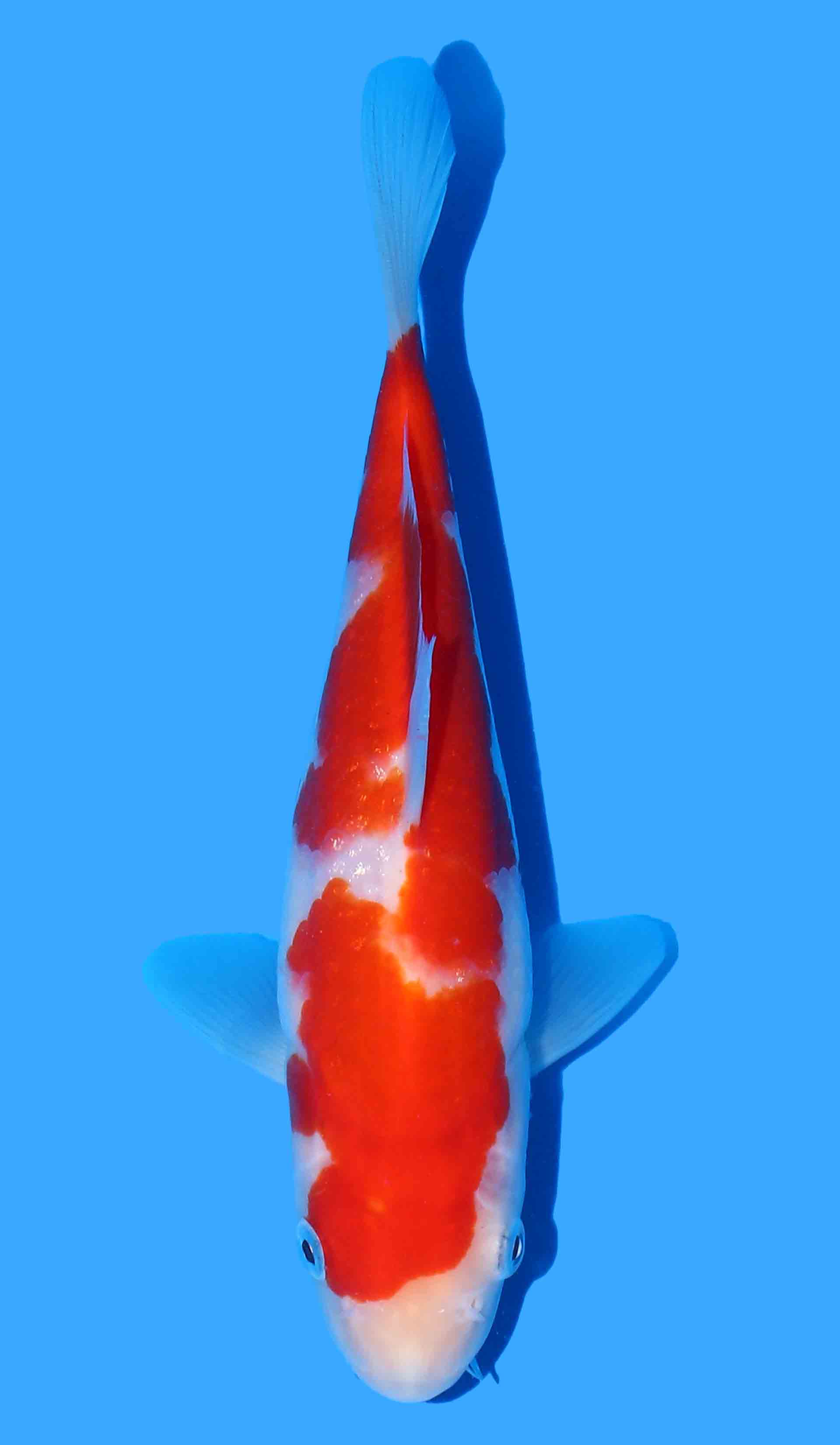 Kohaku