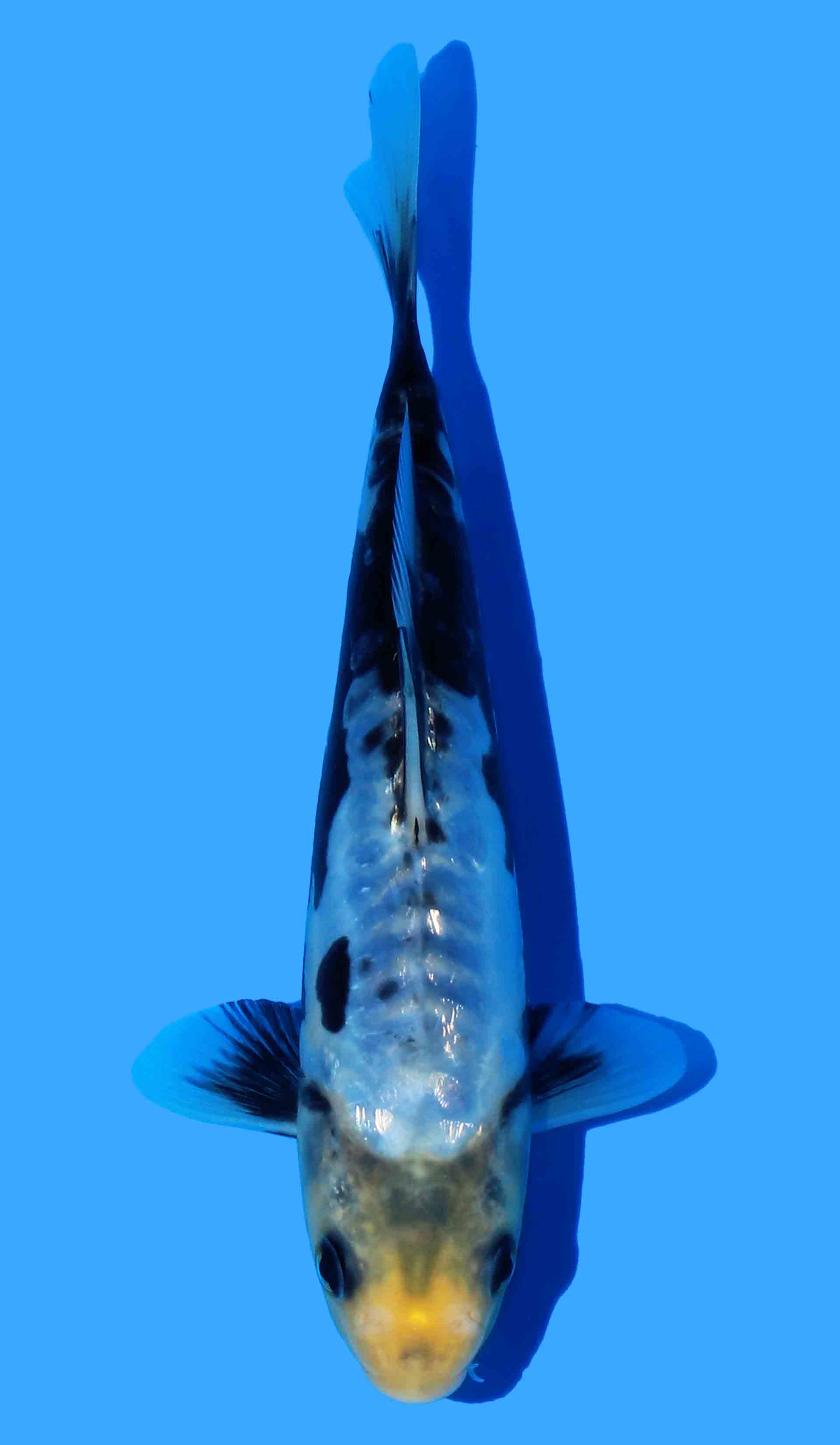 Aragoke Kumonryu from Black Dragon