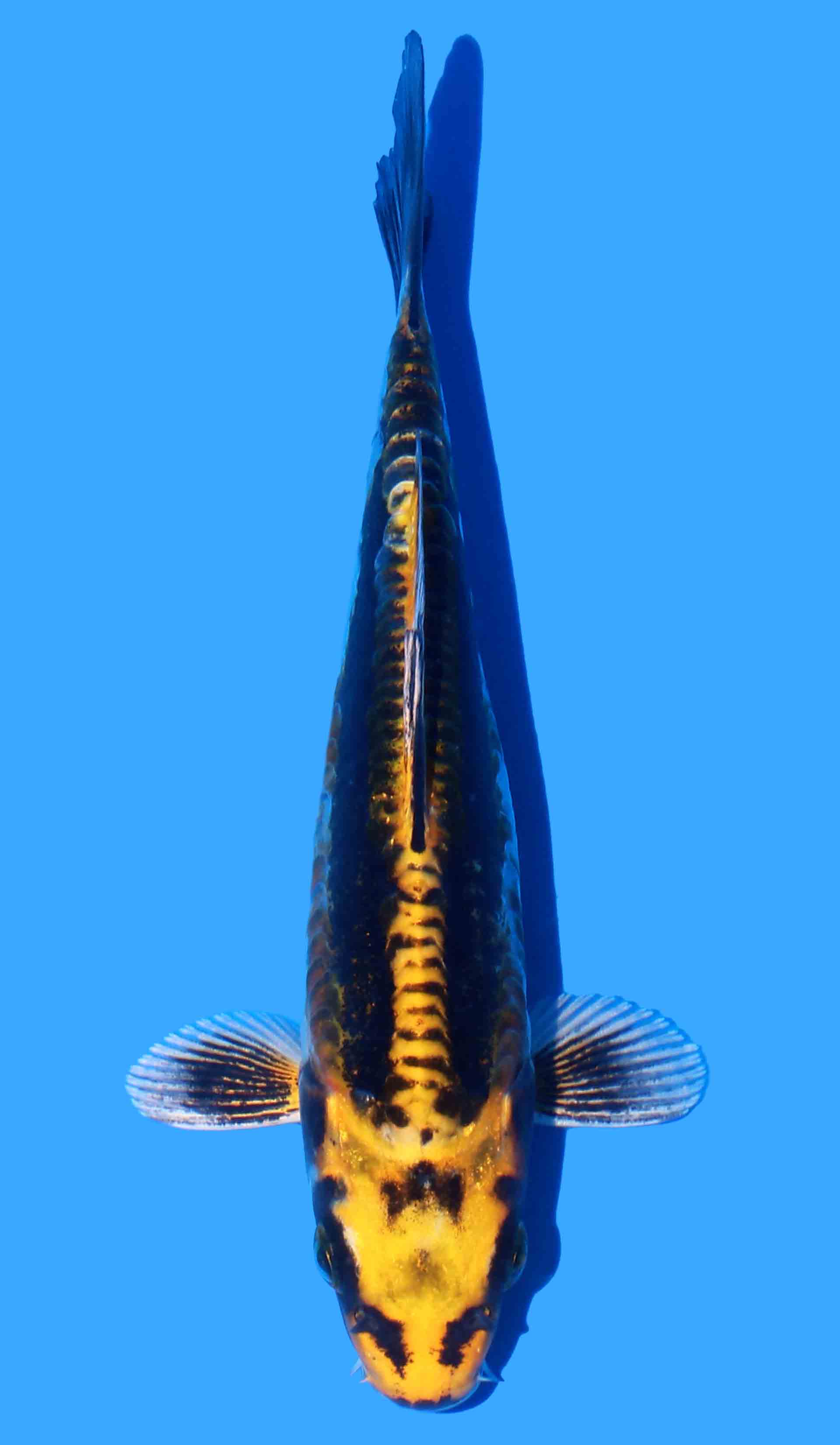 Ki Kikokuryu aka Yellow Dragon