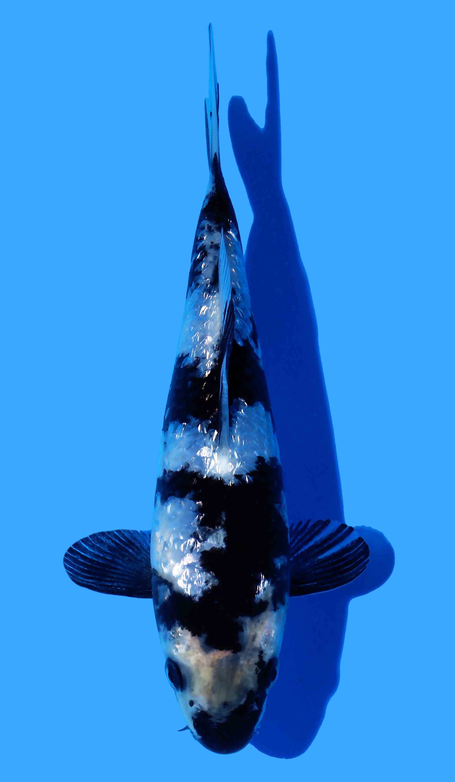 Gin Rin Shiro Utsuri