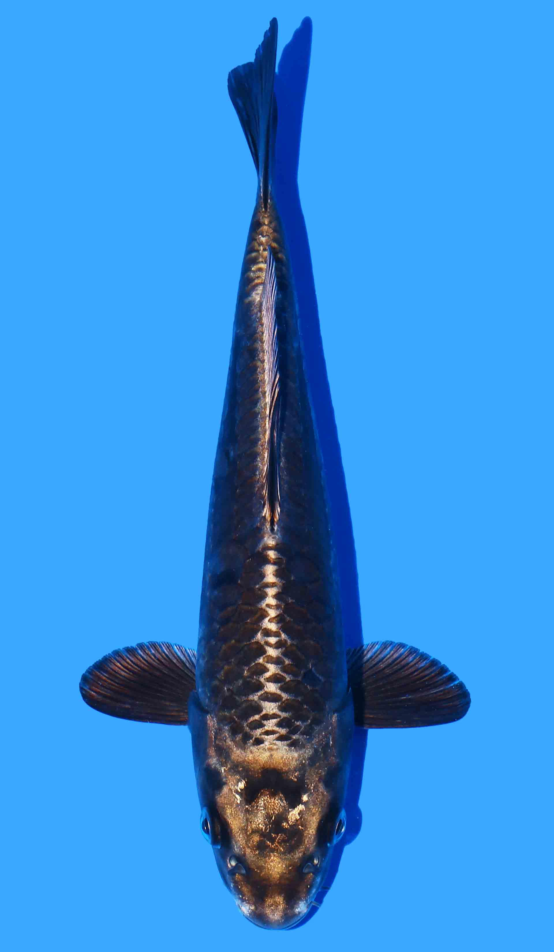 Aragoke Mukashi Ogon