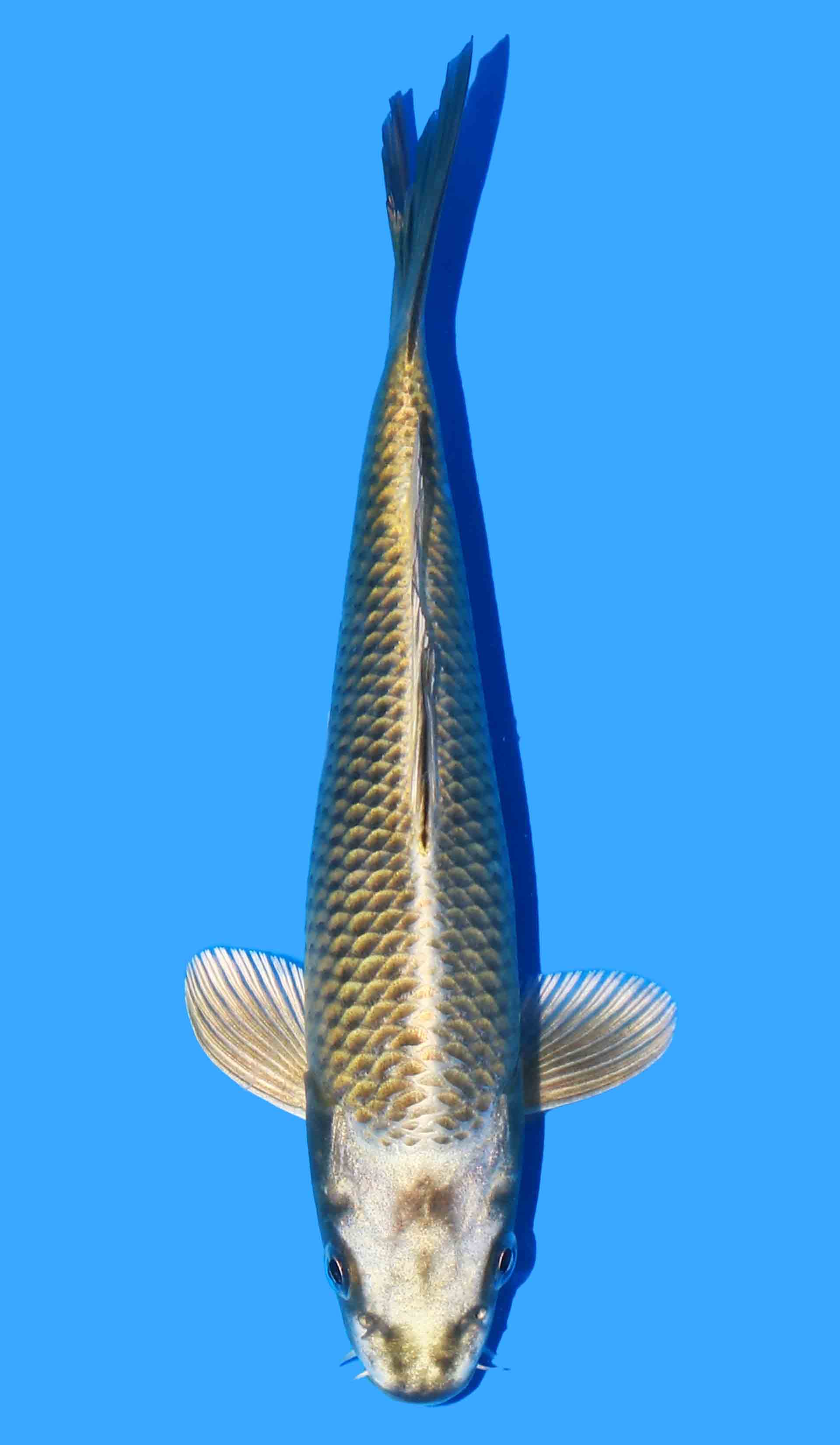 Mukashi Ogon from Yamasan