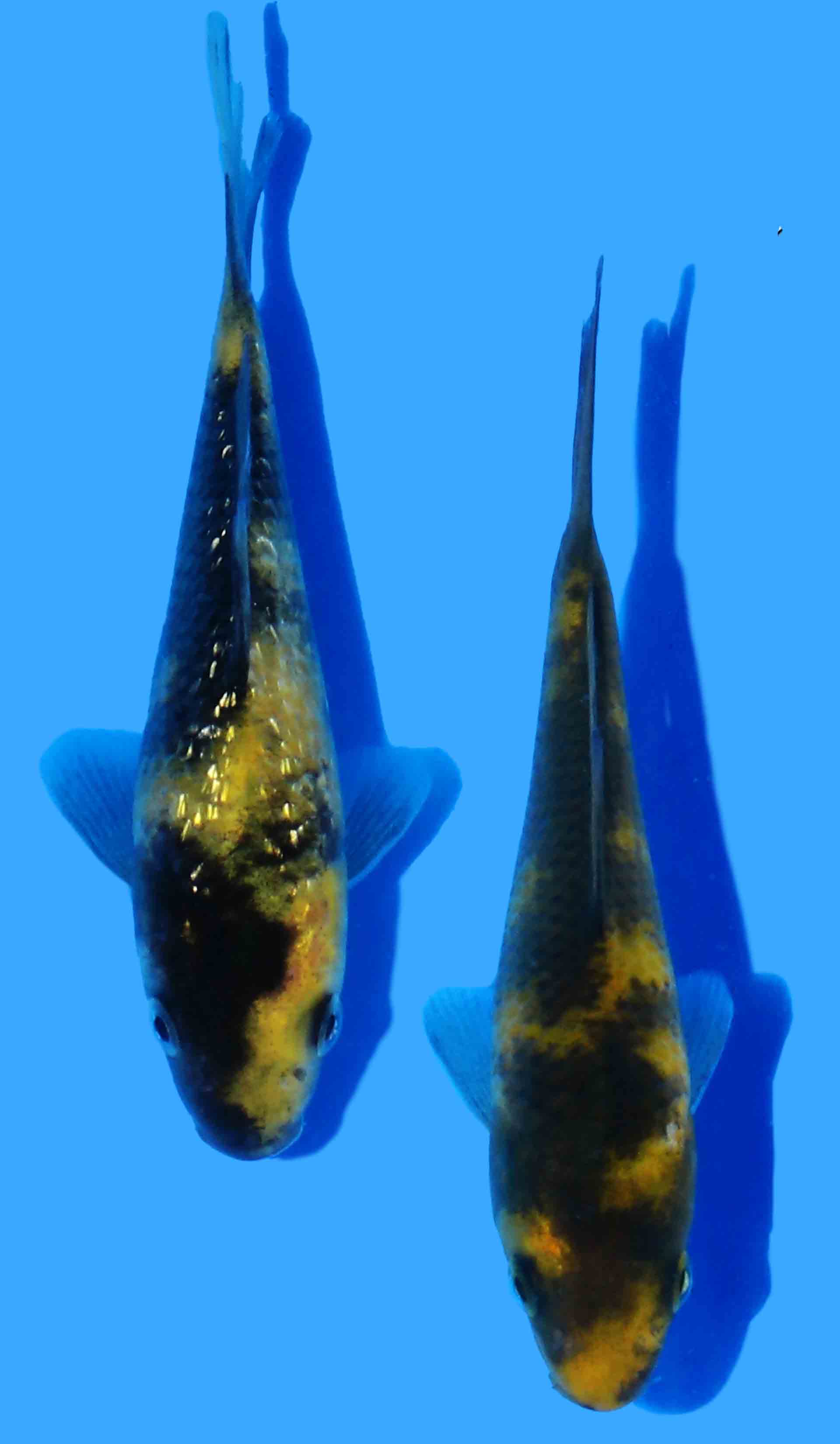 Gin Rin Ki Utsuri and Ki Utsuri from Otsuka (9-10 cm)