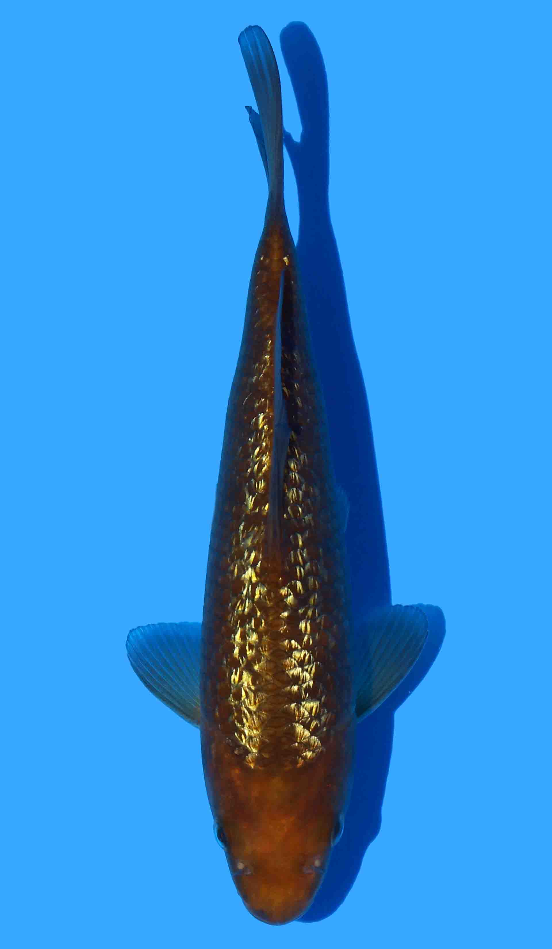 Gin Rin Chagoi from Dainichi Yellow Monkey