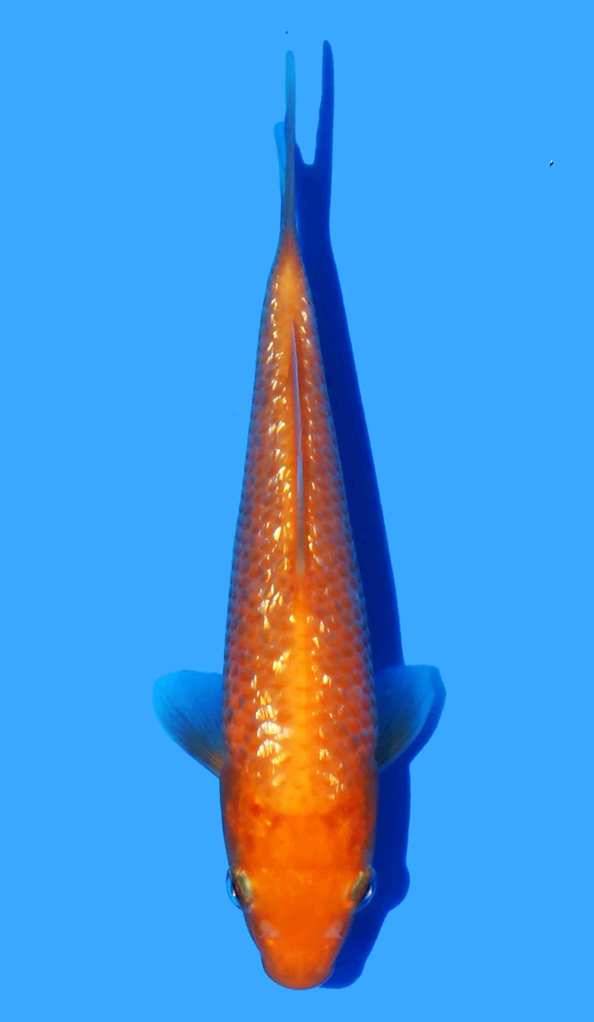 Gin Rin (Mango Karashigoi)
