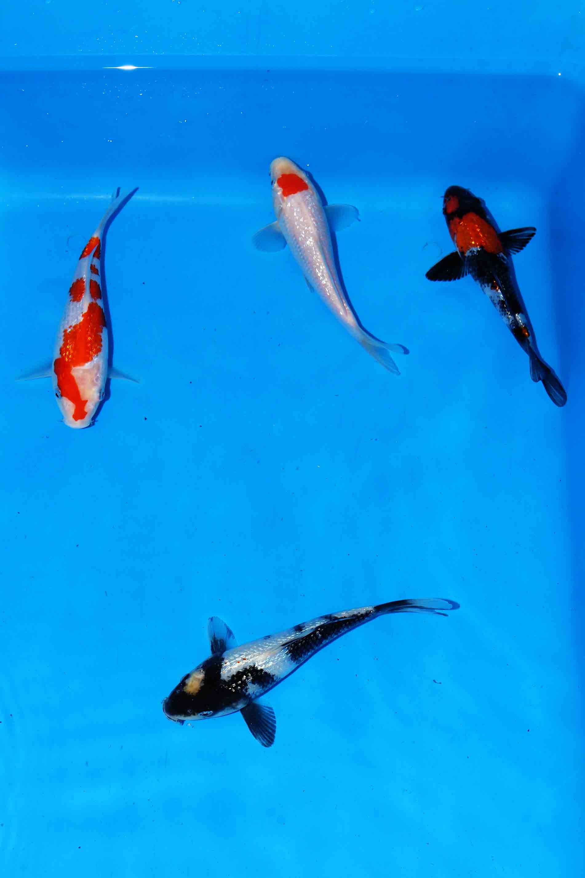 Gin Rin Shiro, Showa, Tancho Kohaku & Kohaku