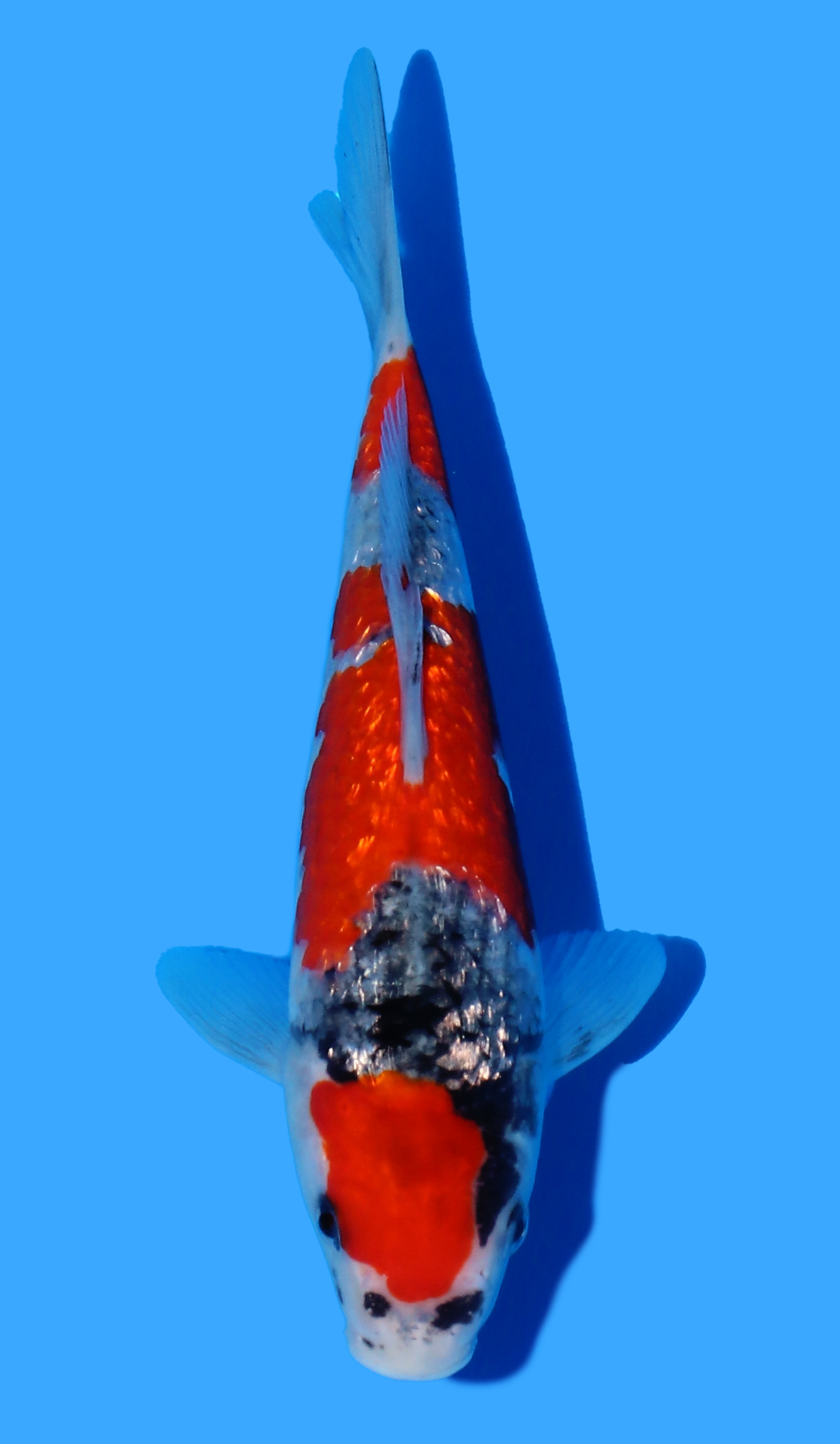 Photo of a koi fish