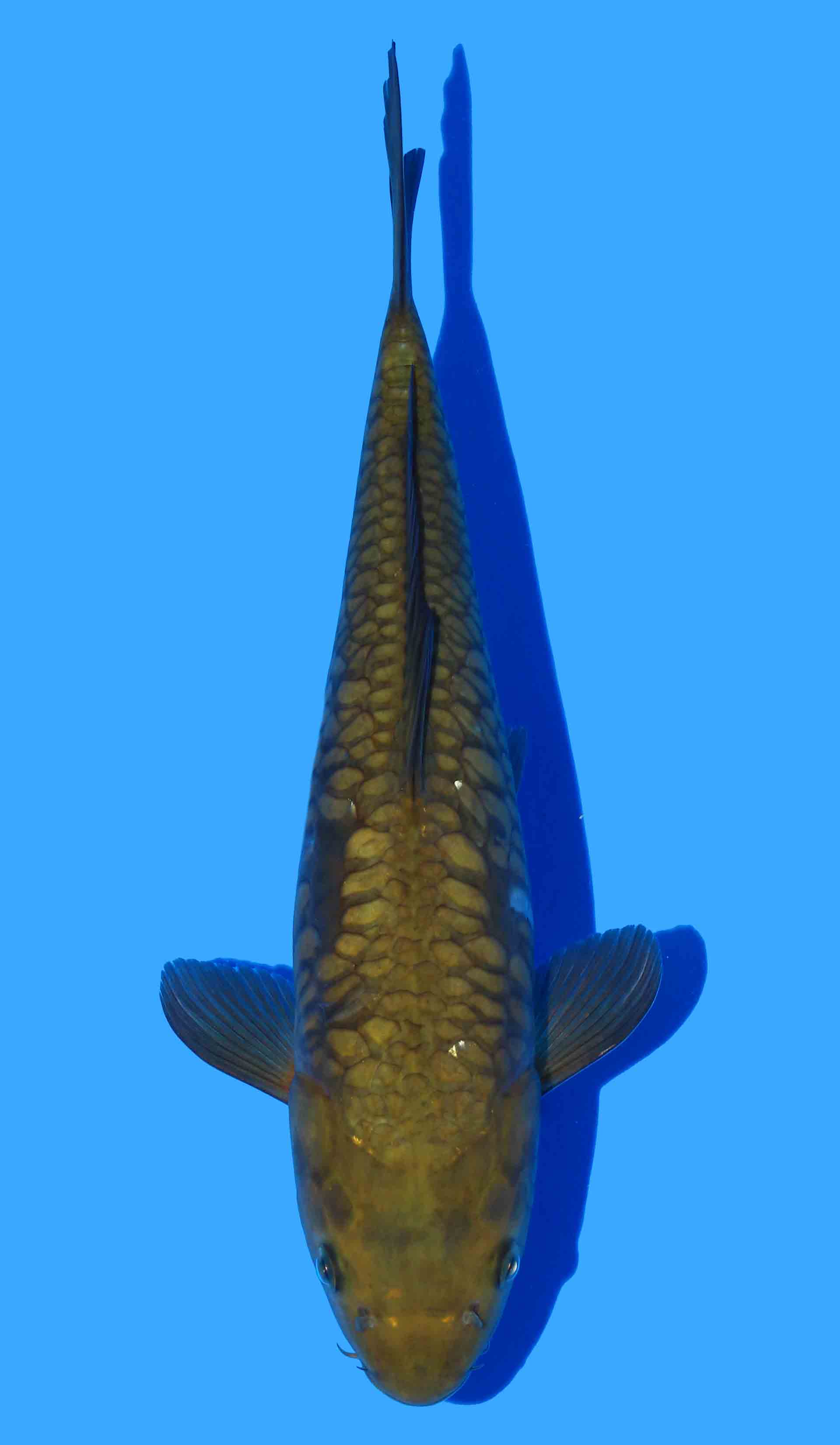Doitsu Aragoke Chagoi