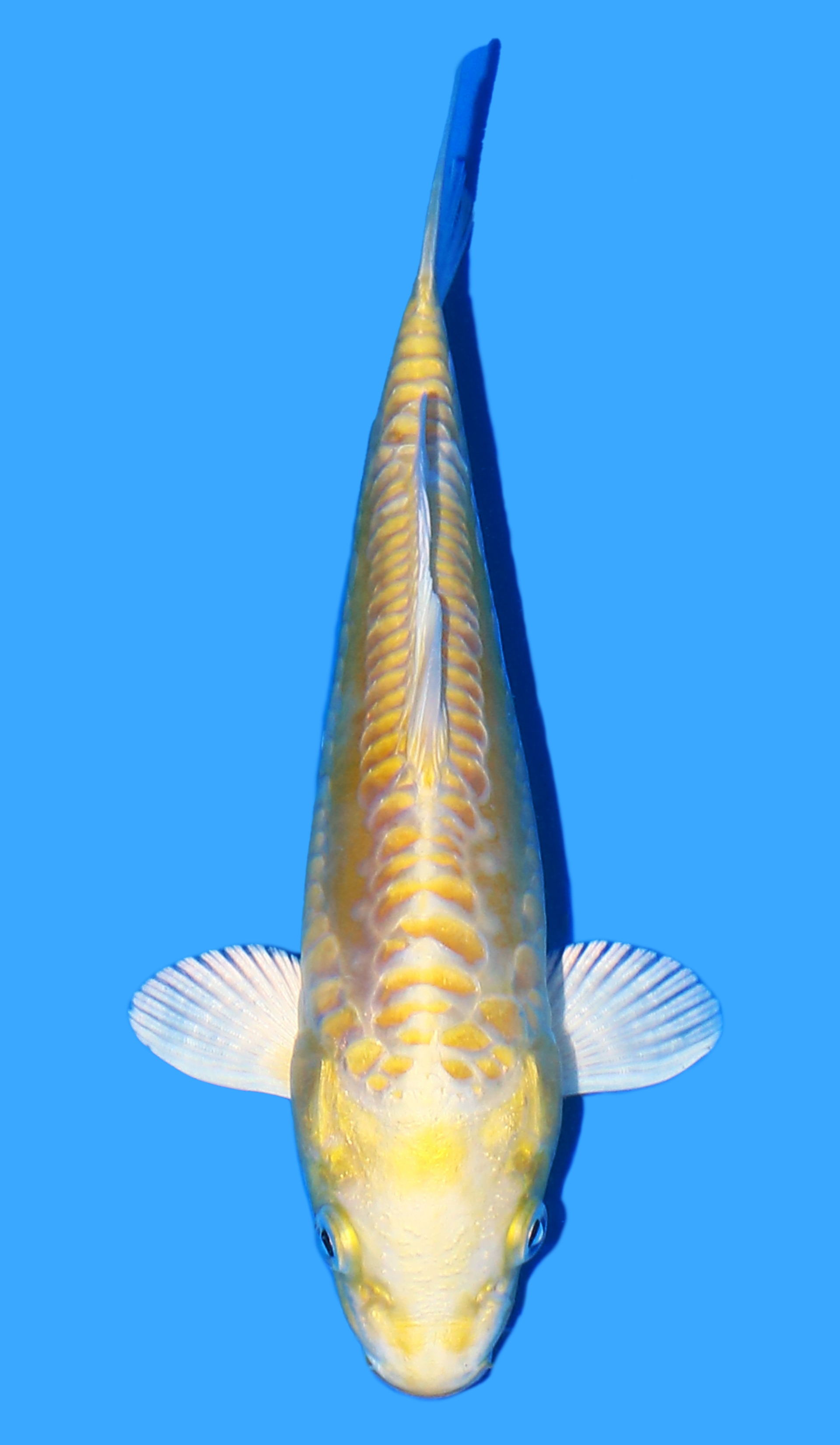 Doitsu Yamabuki Ogon from Yamasan