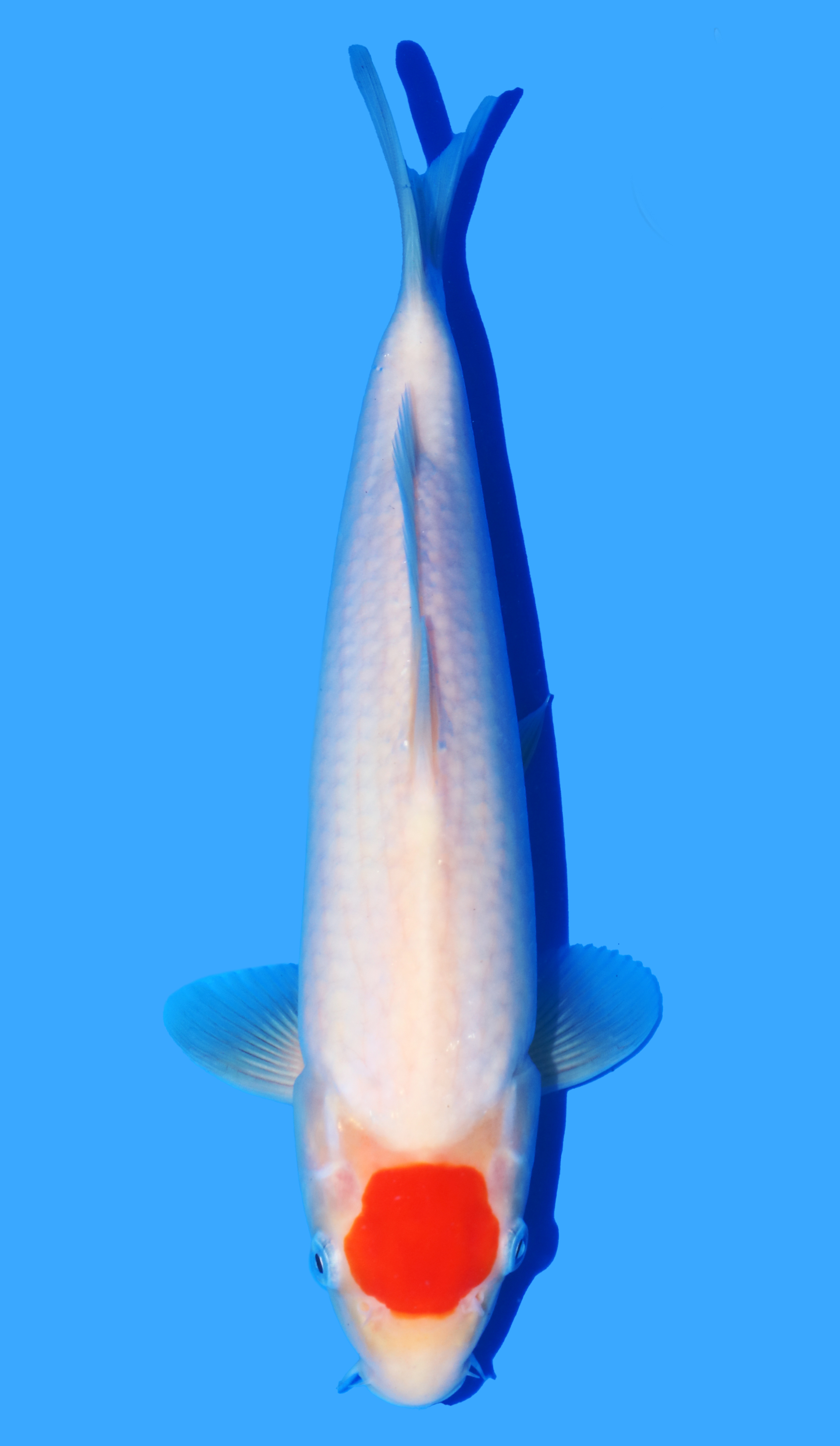 Tancho Kohaku