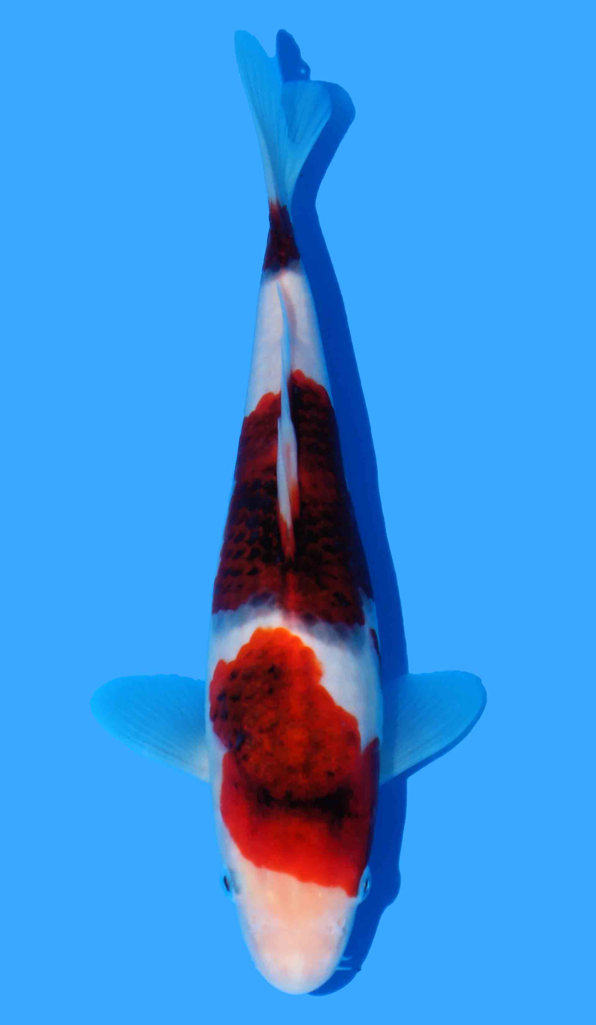 Budo Goromo (Black Budo Line)