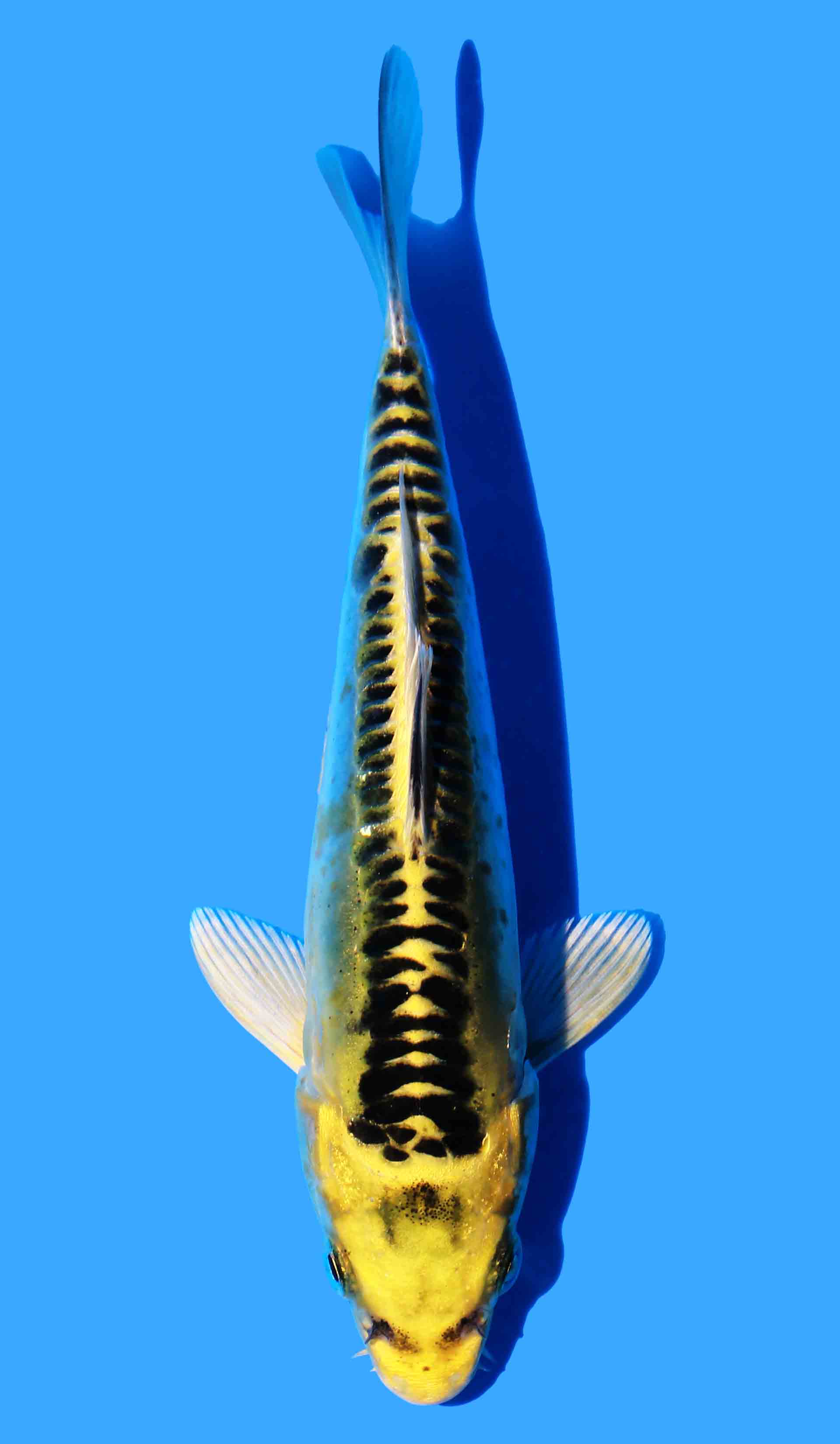 Doitsu Ki Matsuba (Yellow Dragon)